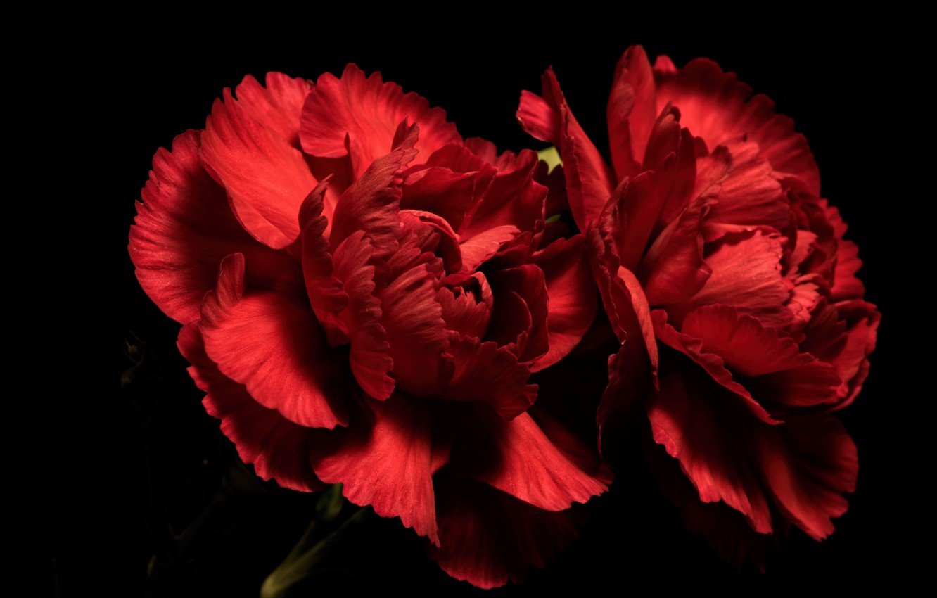 Wallpapers flowers, background, Red Carnations image for desktop, section цветы