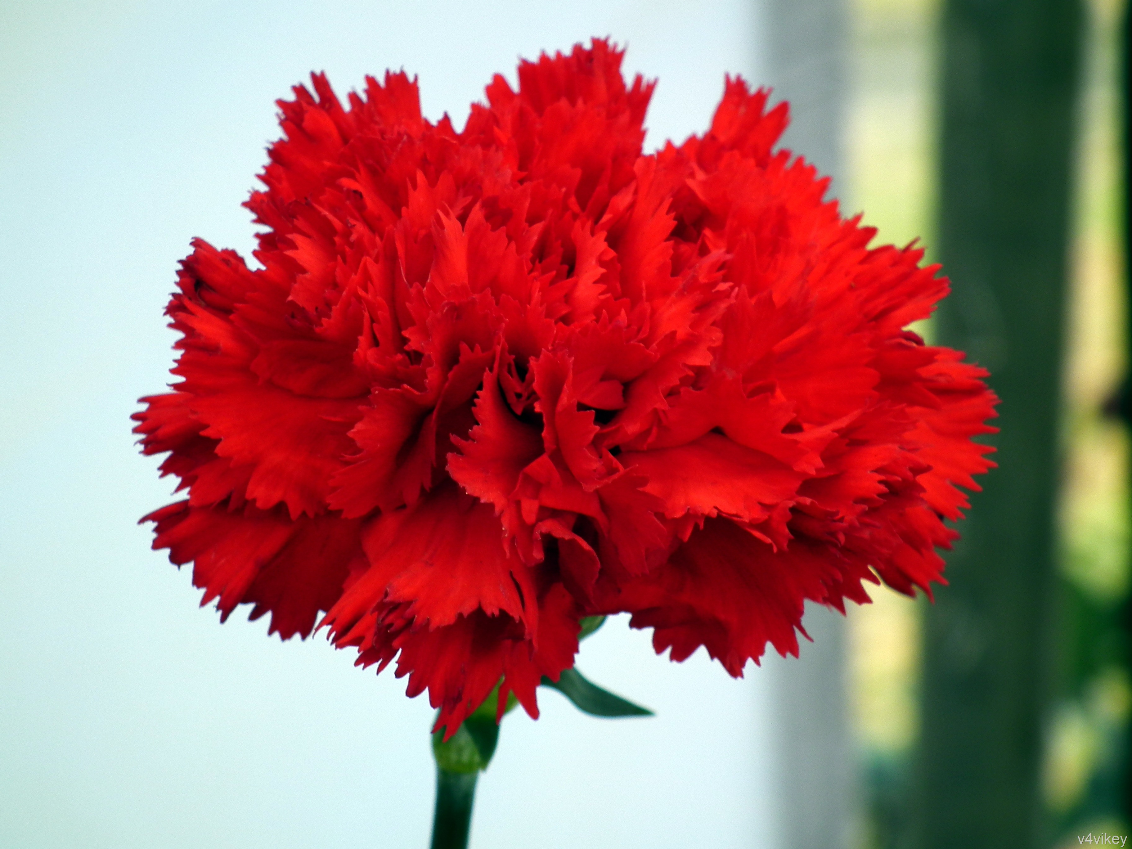 44+] Red Carnation Wallpapers