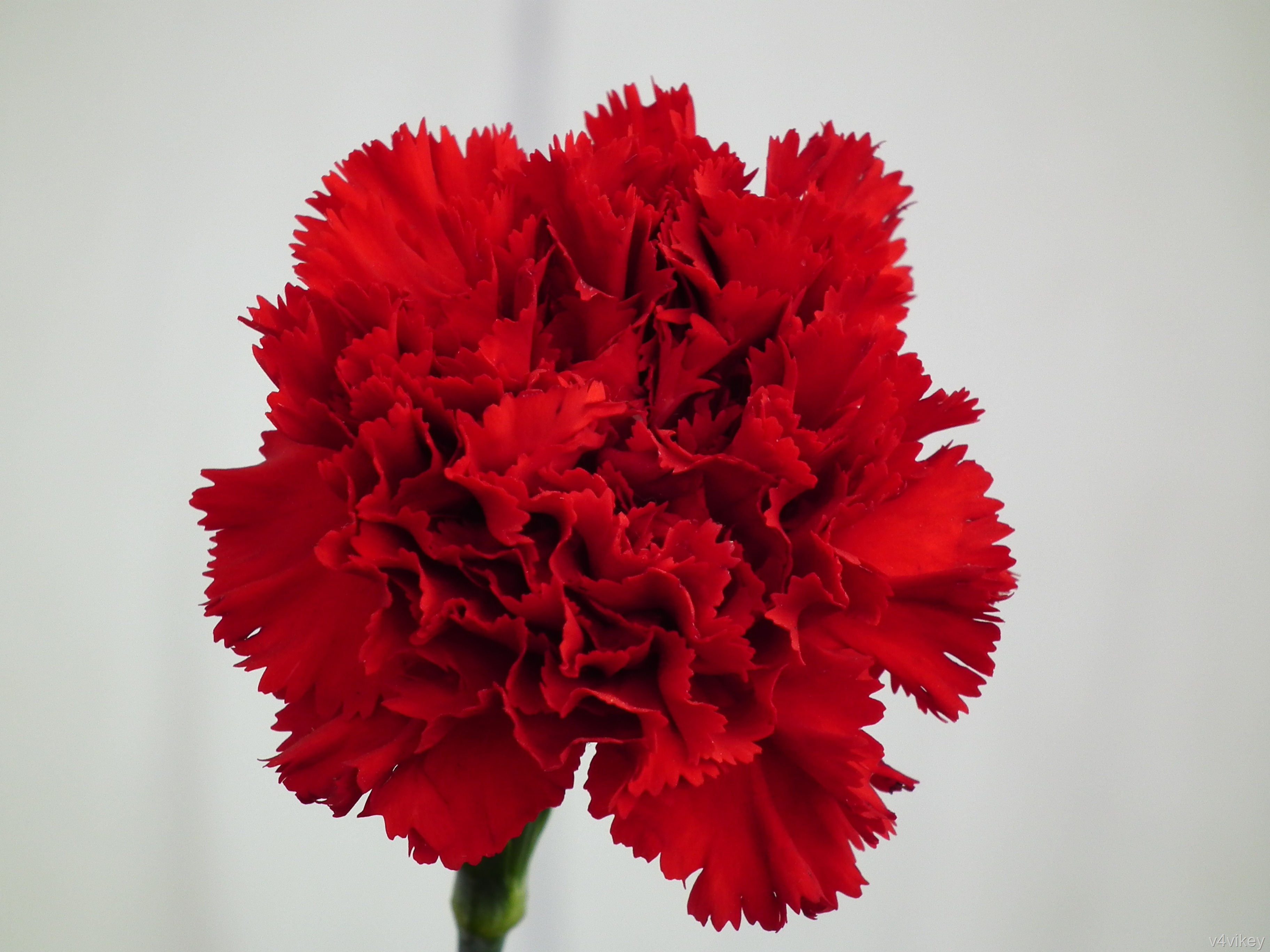 Red Carnation Flower Wallpapers – Photo Trap
