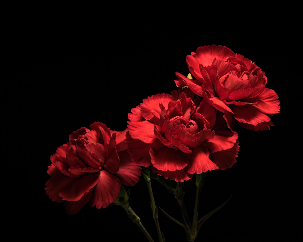 Picture Red Flowers Carnations Three 3 Closeup Black background
