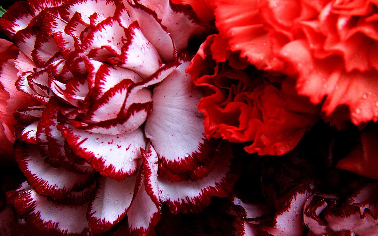 carnation wallpaper,red,carnation,flower,petal,pink