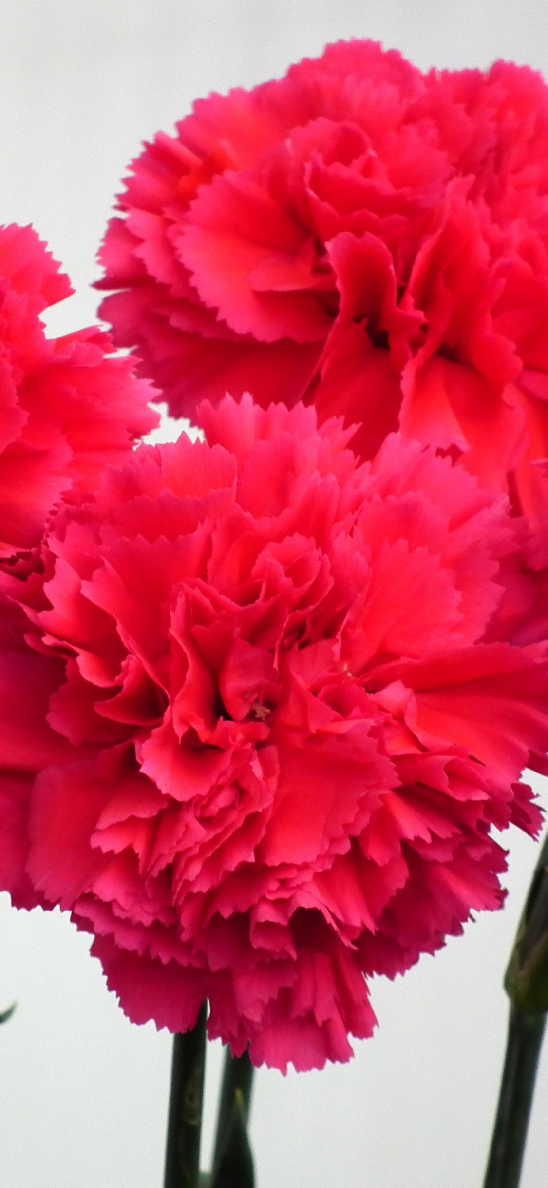 Free download Red Carnation Flower Wallpapers [3648x2736] for your Desktop, Mobile & Tablet