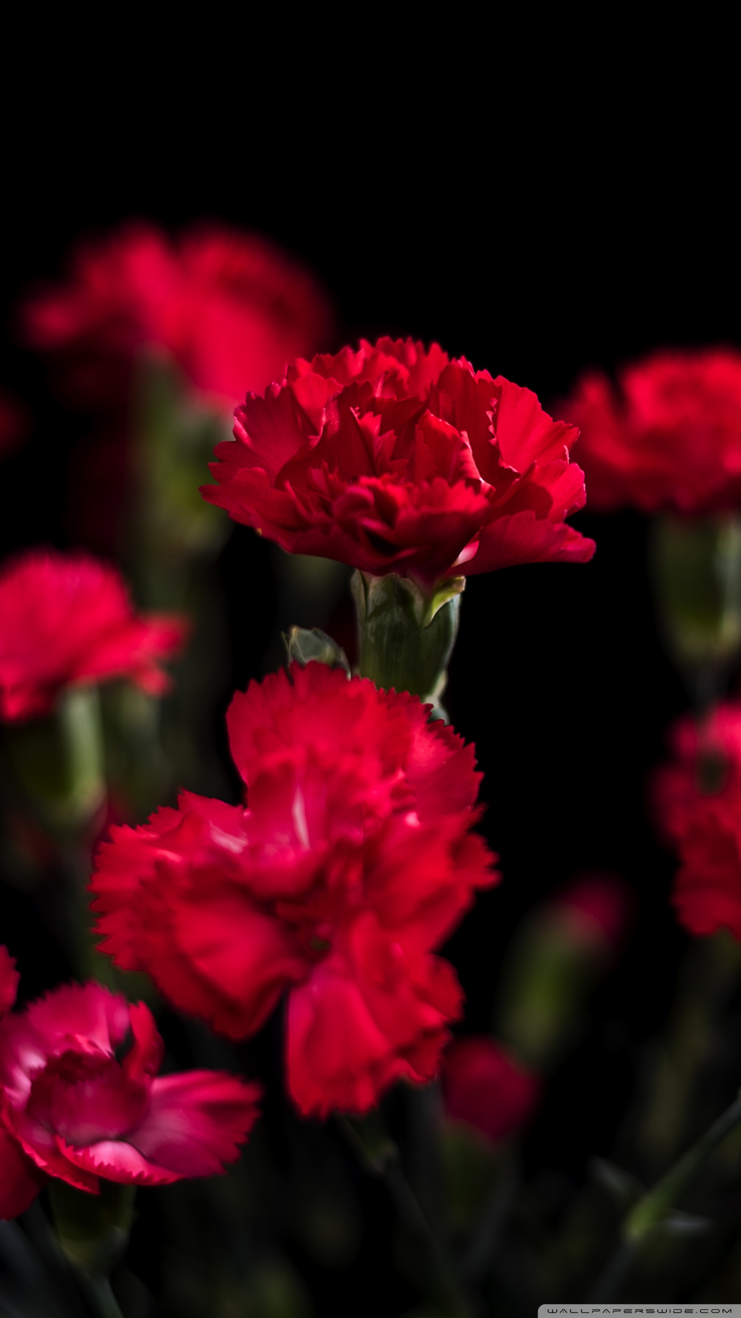 Carnation Flower Wallpapers posted by John Sellers