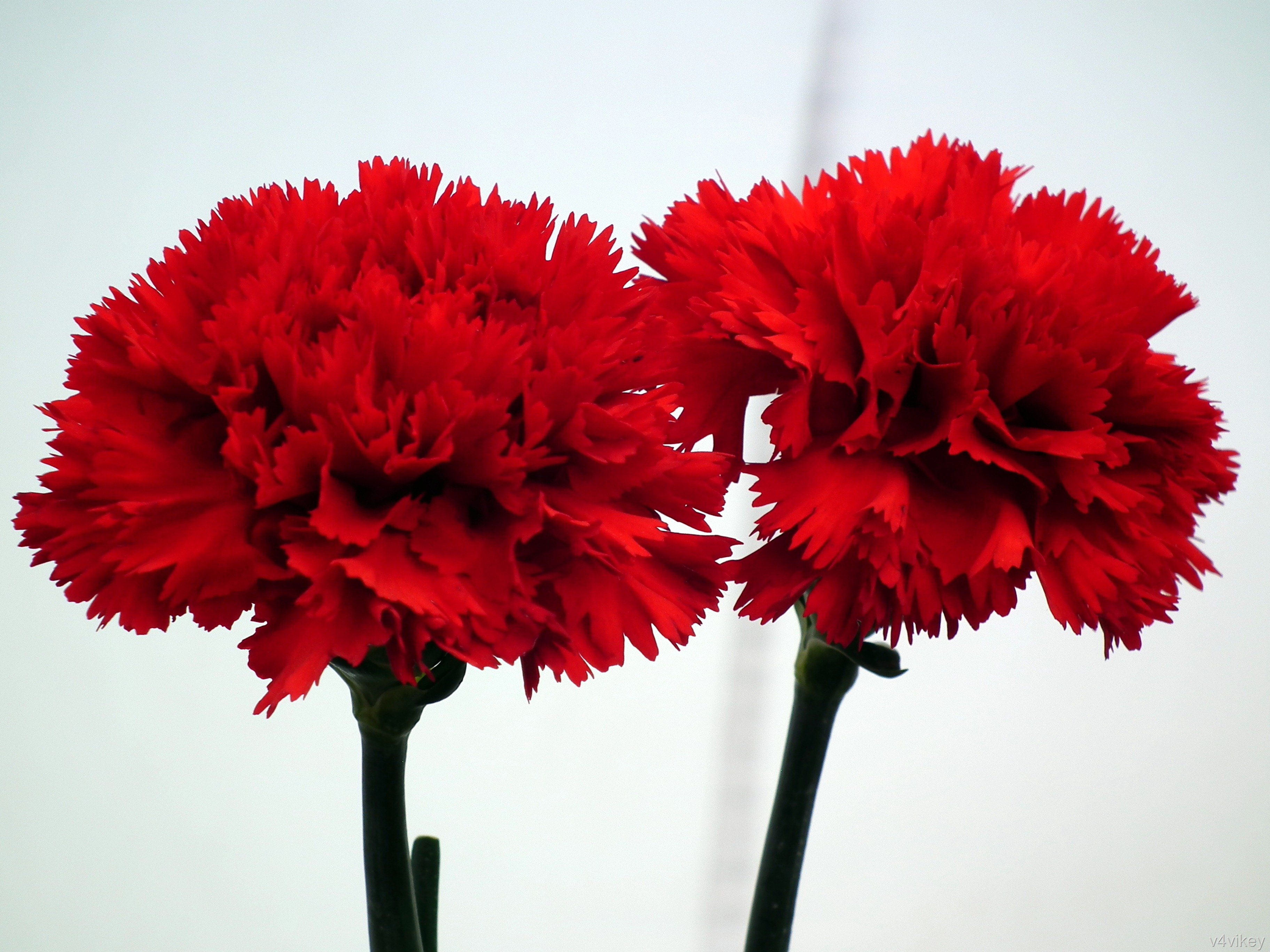 Dark Red Carnation Flowers – Photo Trap
