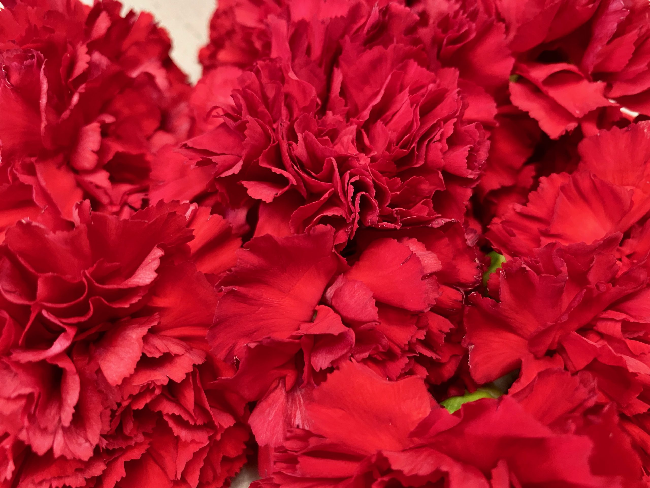 Denby Fawcett: The Forgotten Allure Of The Double Red Carnation Lei