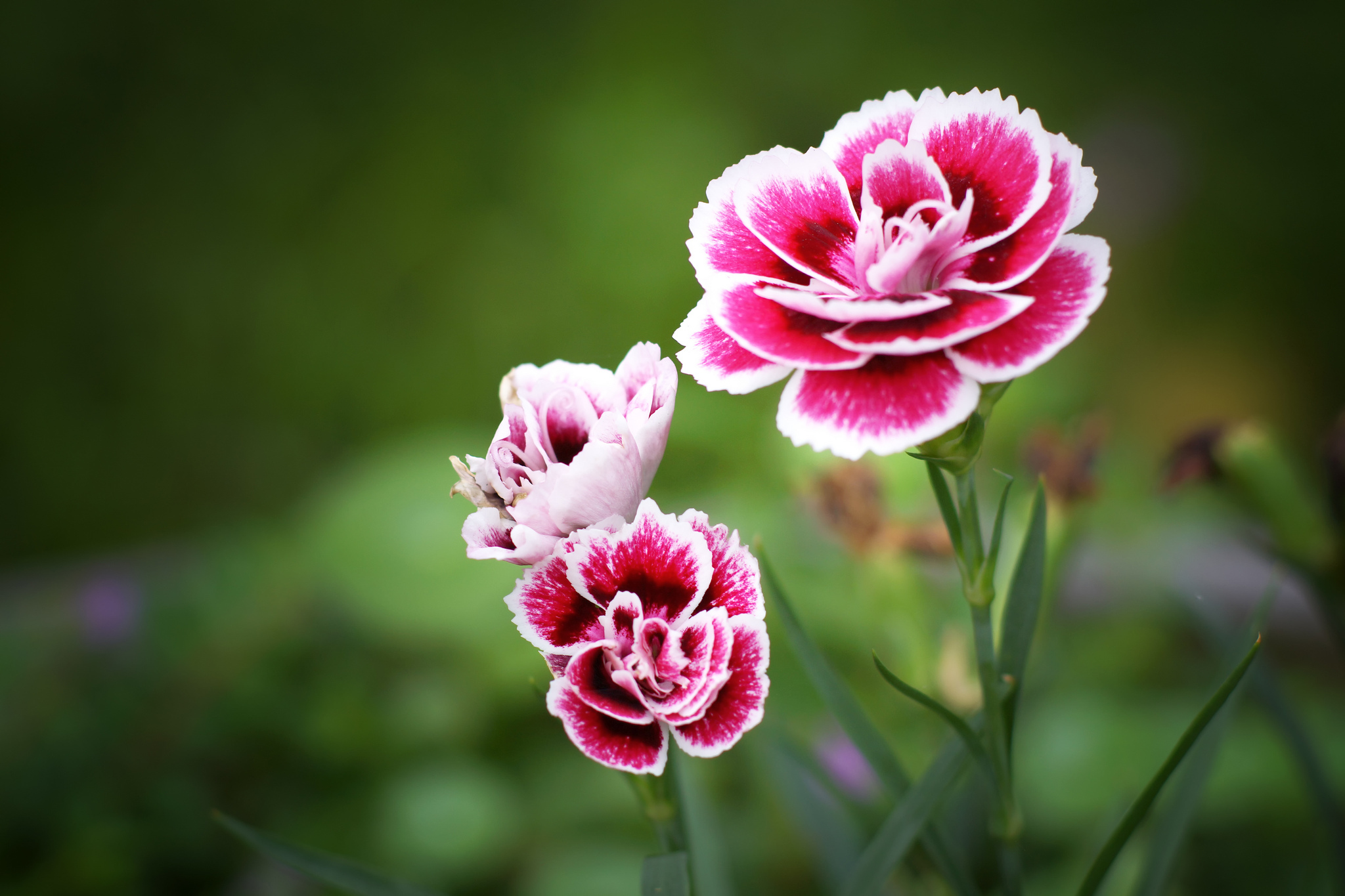 20+ Carnation HD Wallpapers and Backgrounds