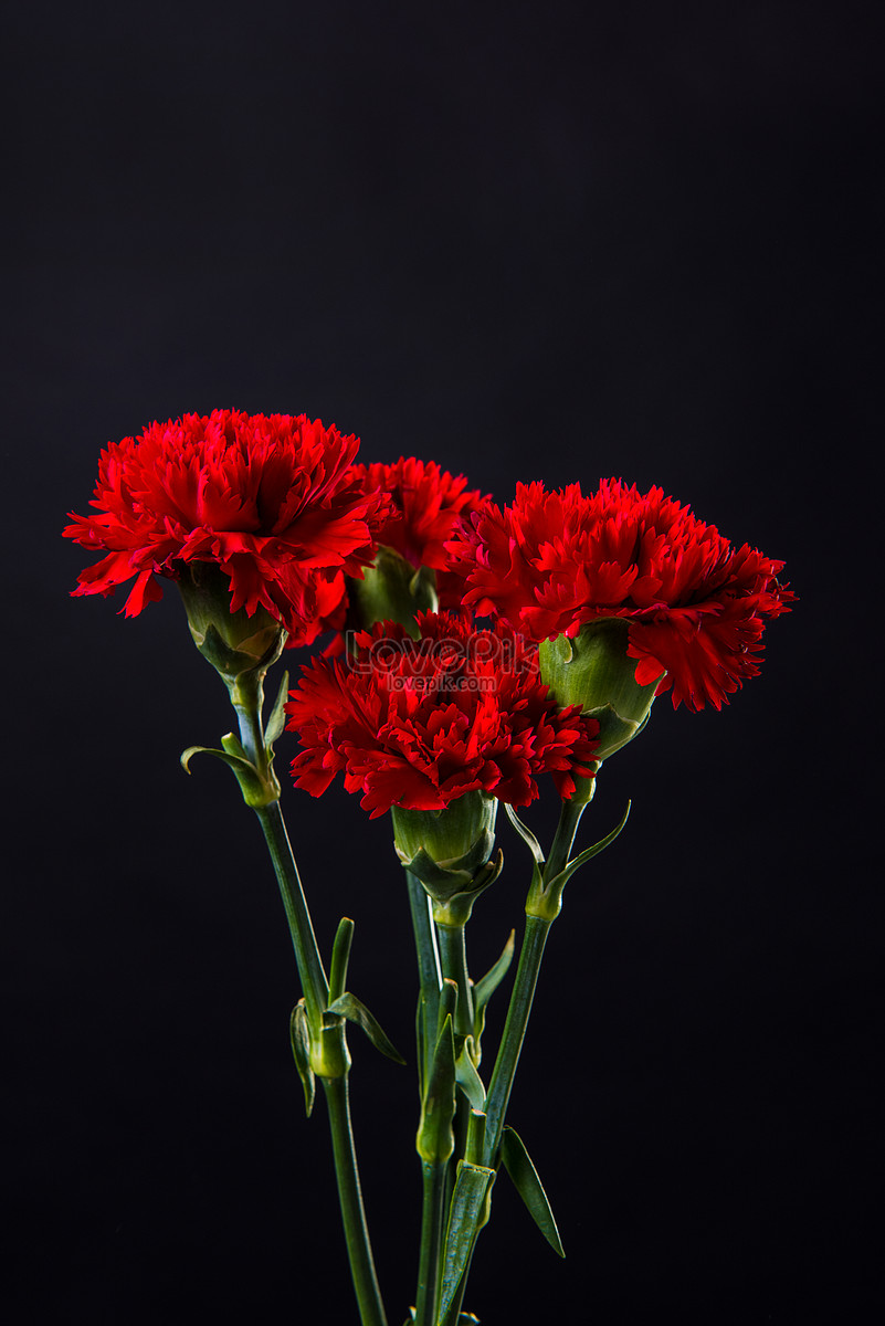 Carnations In The Black Backgrounds Picture And HD Photos