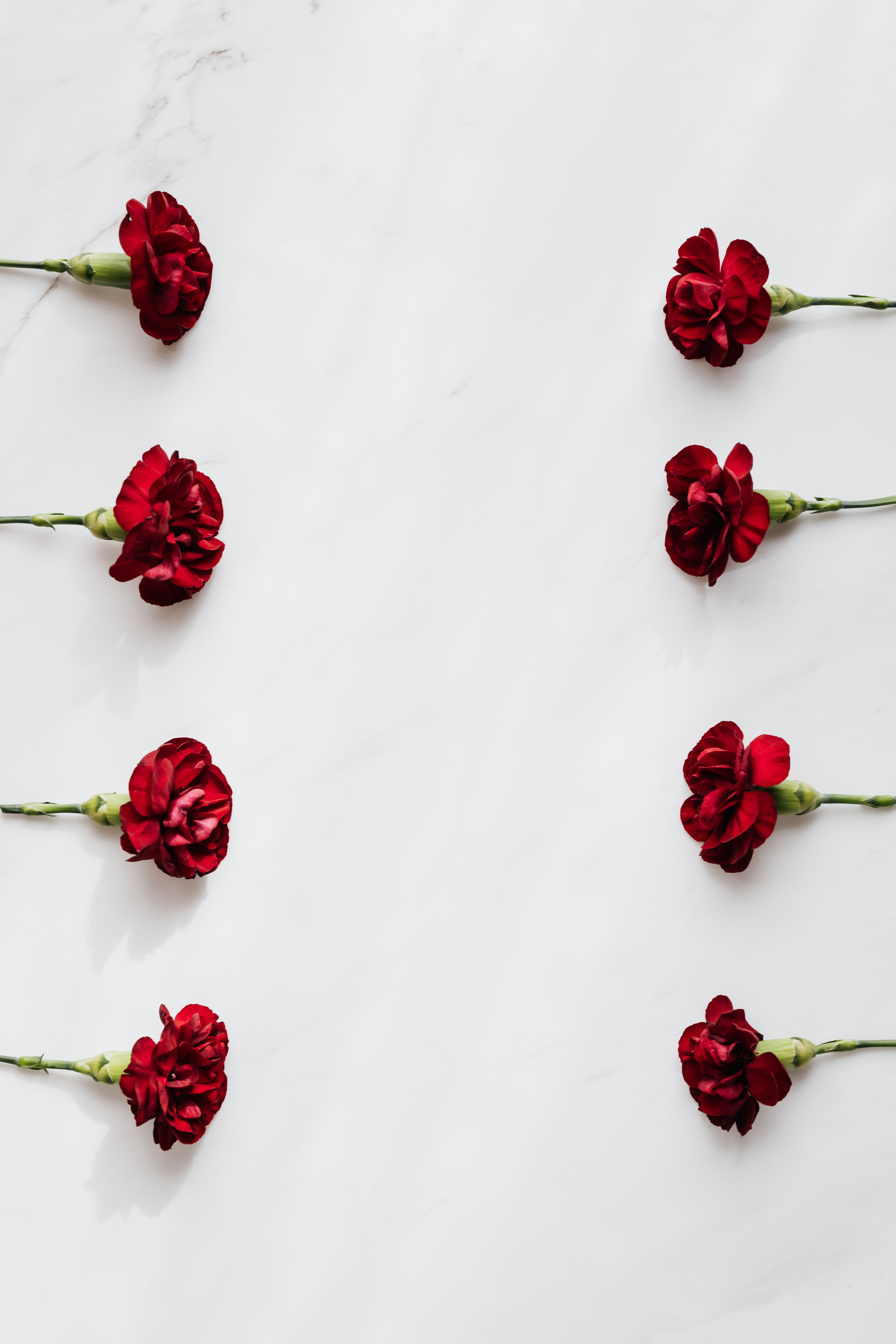 Dark red carnations on white backgrounds · Free Stock Photo