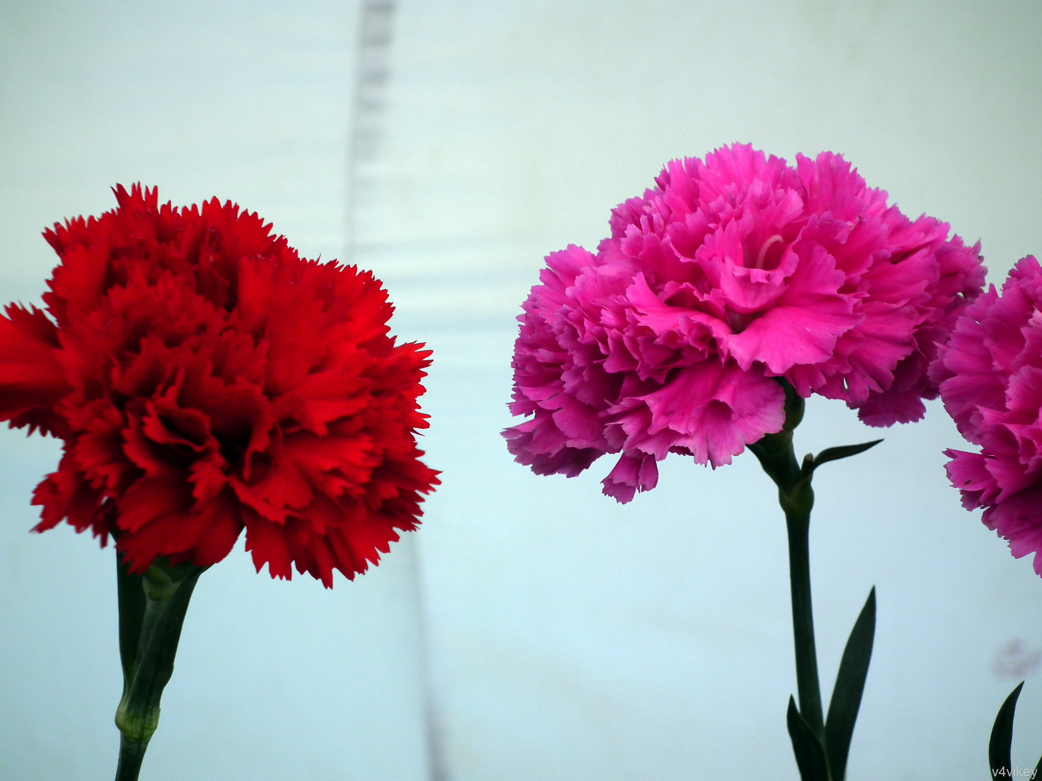 Two Carnation Flowers – Photo Trap