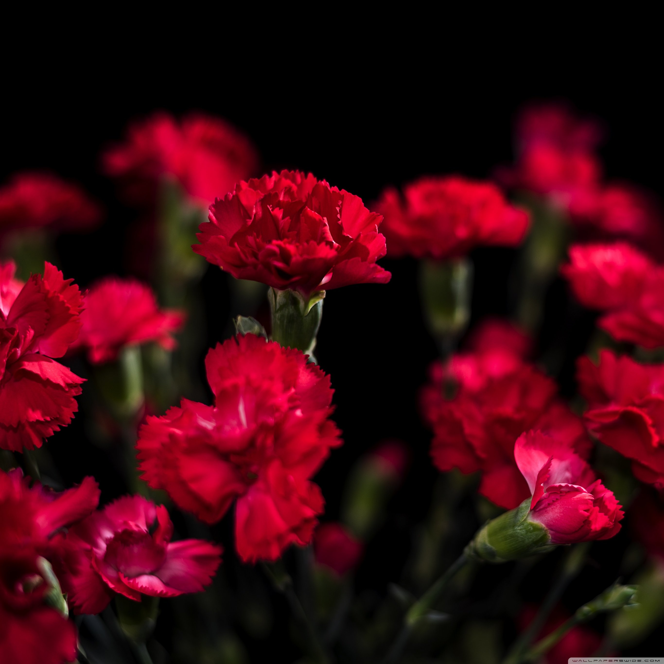Red Carnations Flowers Ultra HD Desktop Backgrounds Wallpapers for 4K UHD TV : Widescreen & UltraWide Desktop & Laptop : Multi Display, Dual Monitor : Tablet : Smartphone