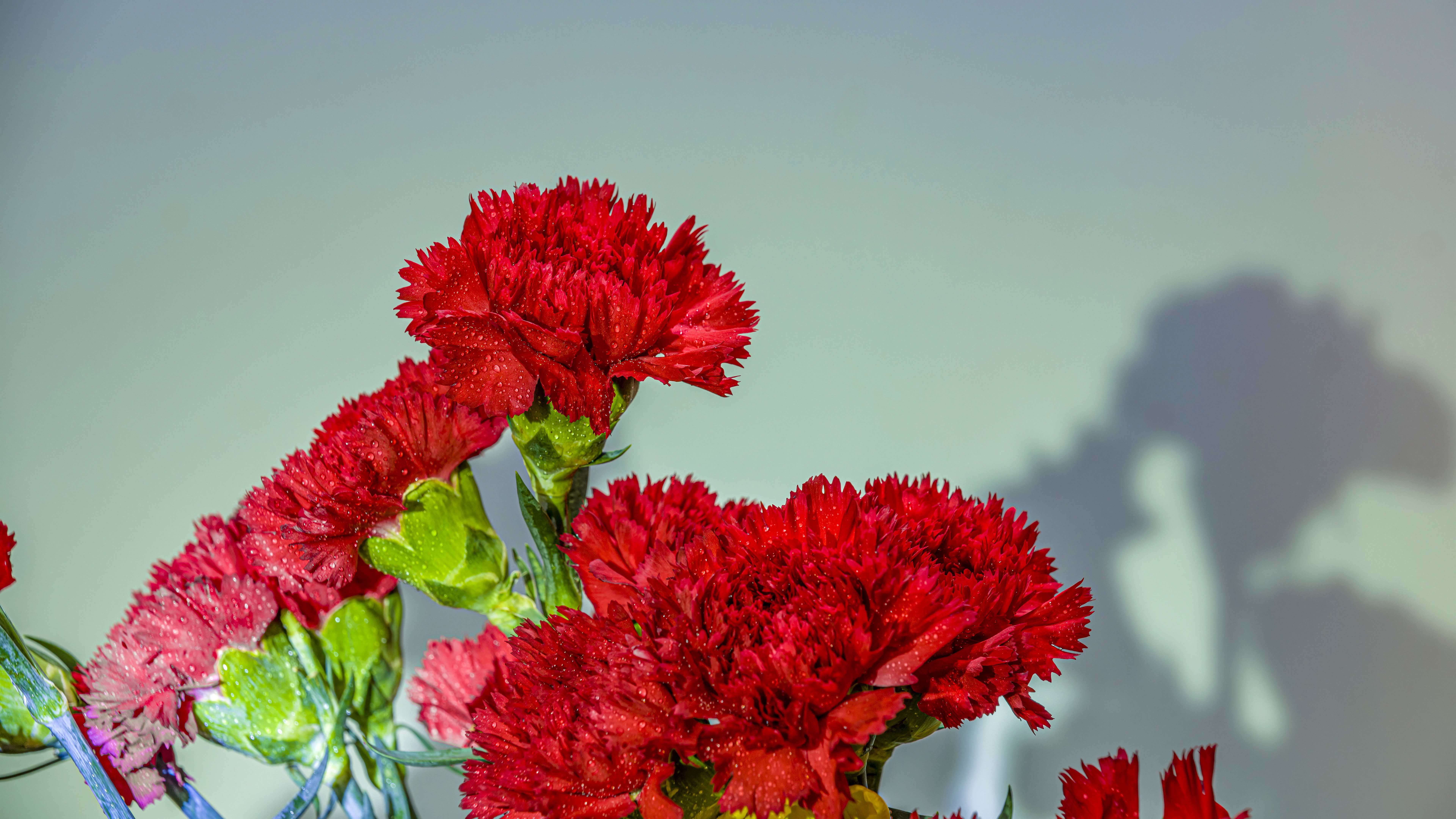 Wallpapers Red carnation flowers, water droplets 7680x4320 UHD 8K Picture, Image