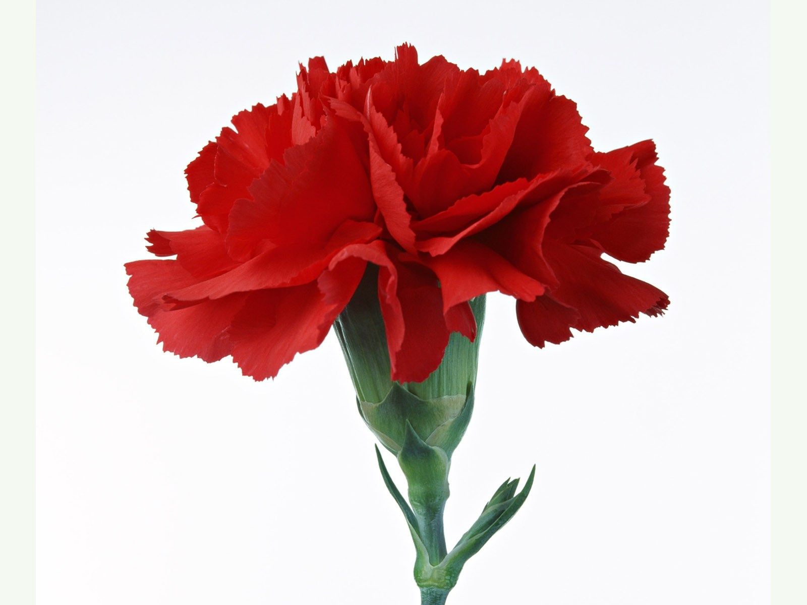 The red carnation is also the symbol of the Portuguese Carnation Revolution. Description from what