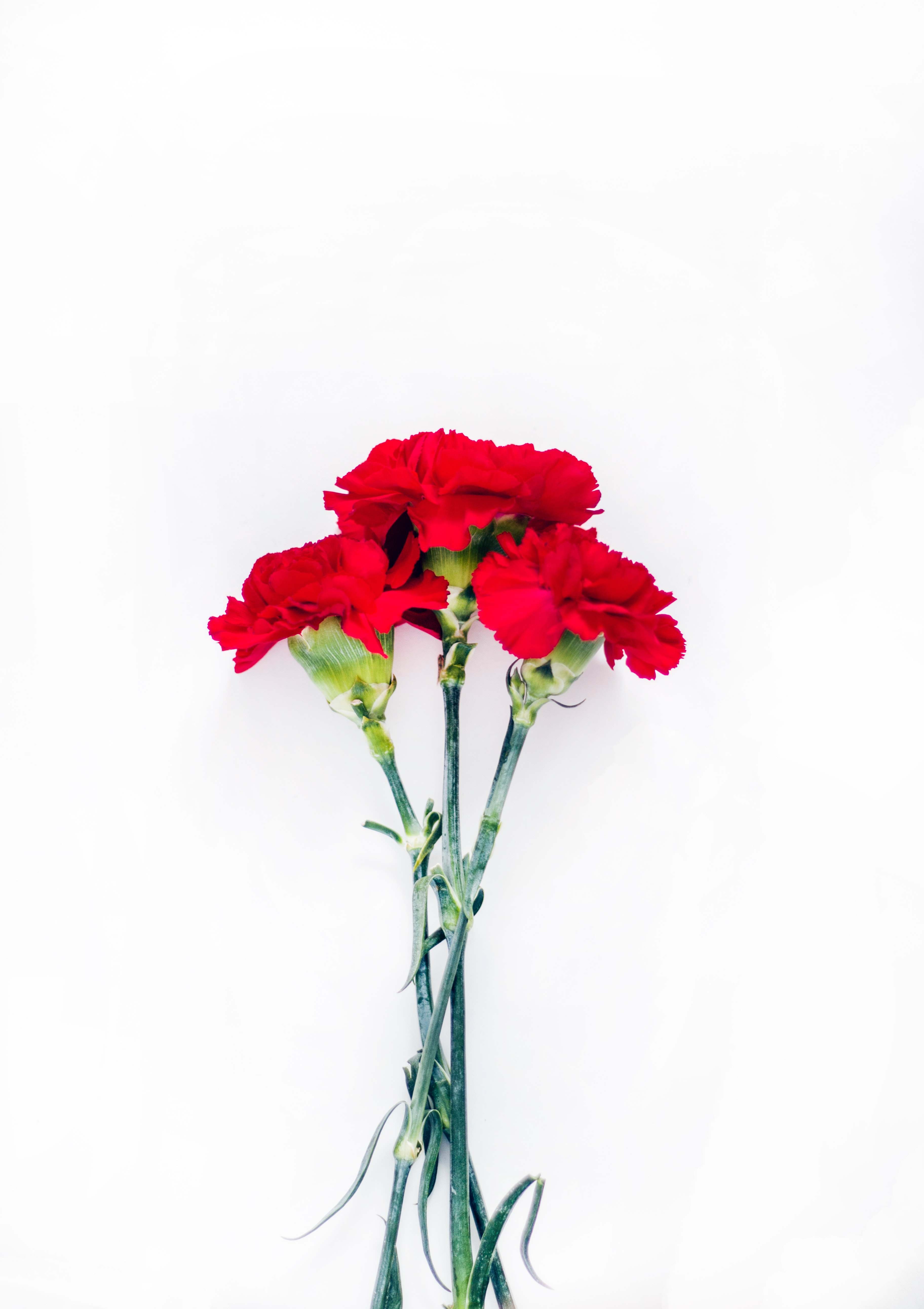 394+ Best Free Carnation Stock Photos & Image · 100% Royalty