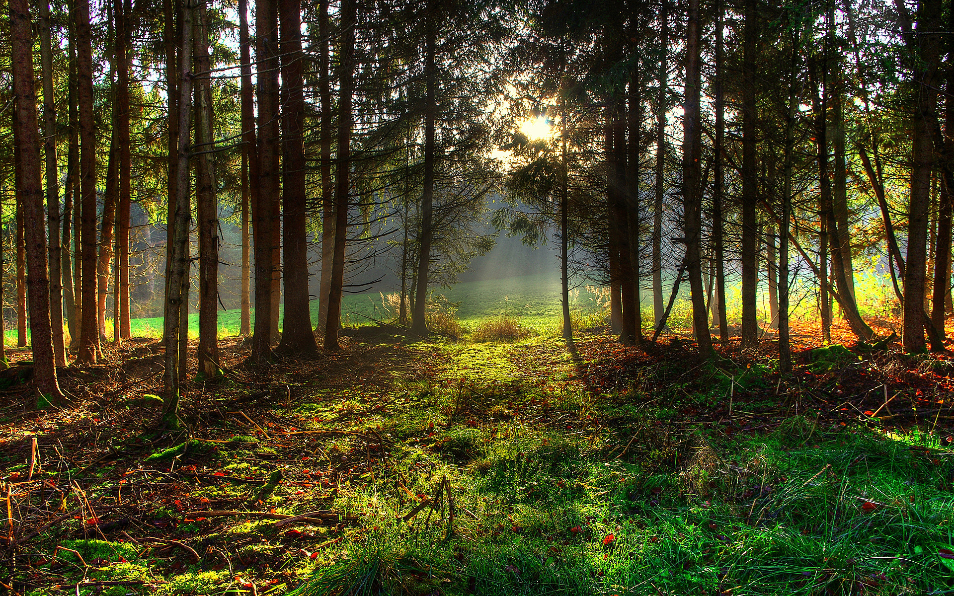 Beautiful summer forest. Watch online HD wallpaper of natural scenery wallpaper. Forest