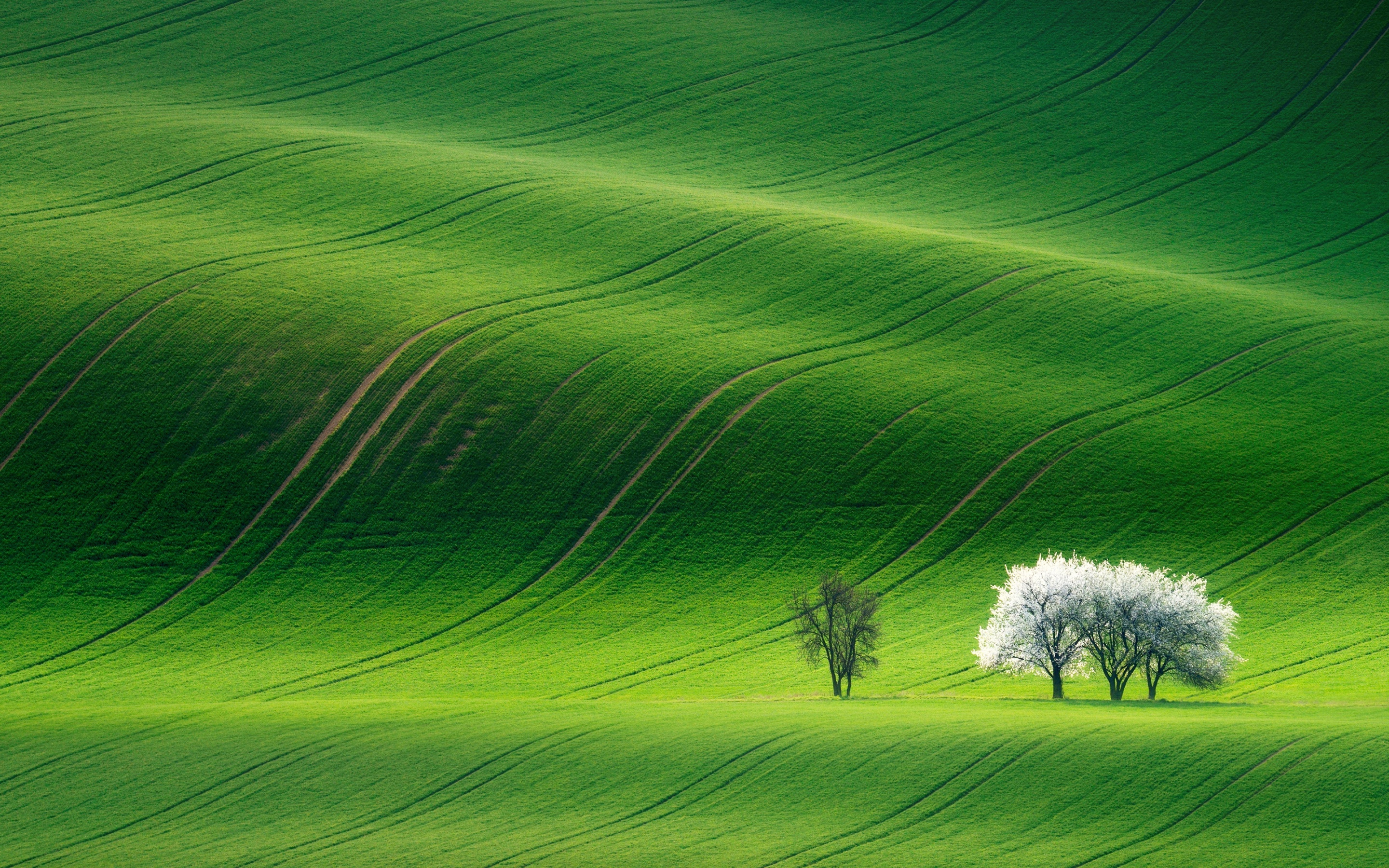 Grassland Wallpaper 4K, Green, Landscape, Nature