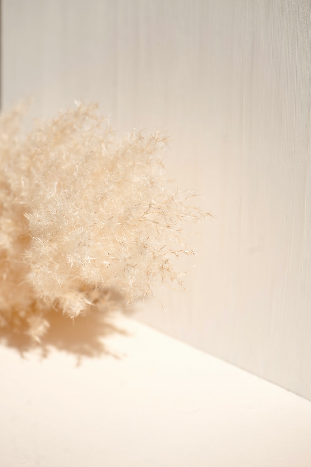 Cream Color Picture. Download Free Image