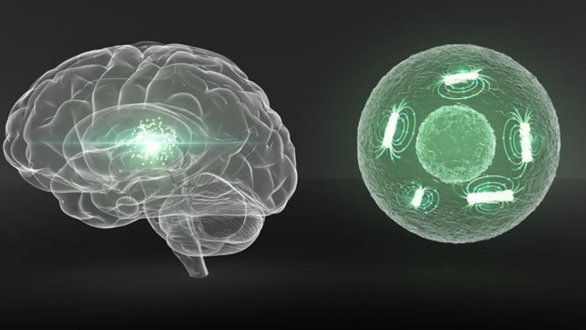 Iron nanorobots go undercover. CEMSE. Computer, Electrical and Mathematical Sciences and Engineering