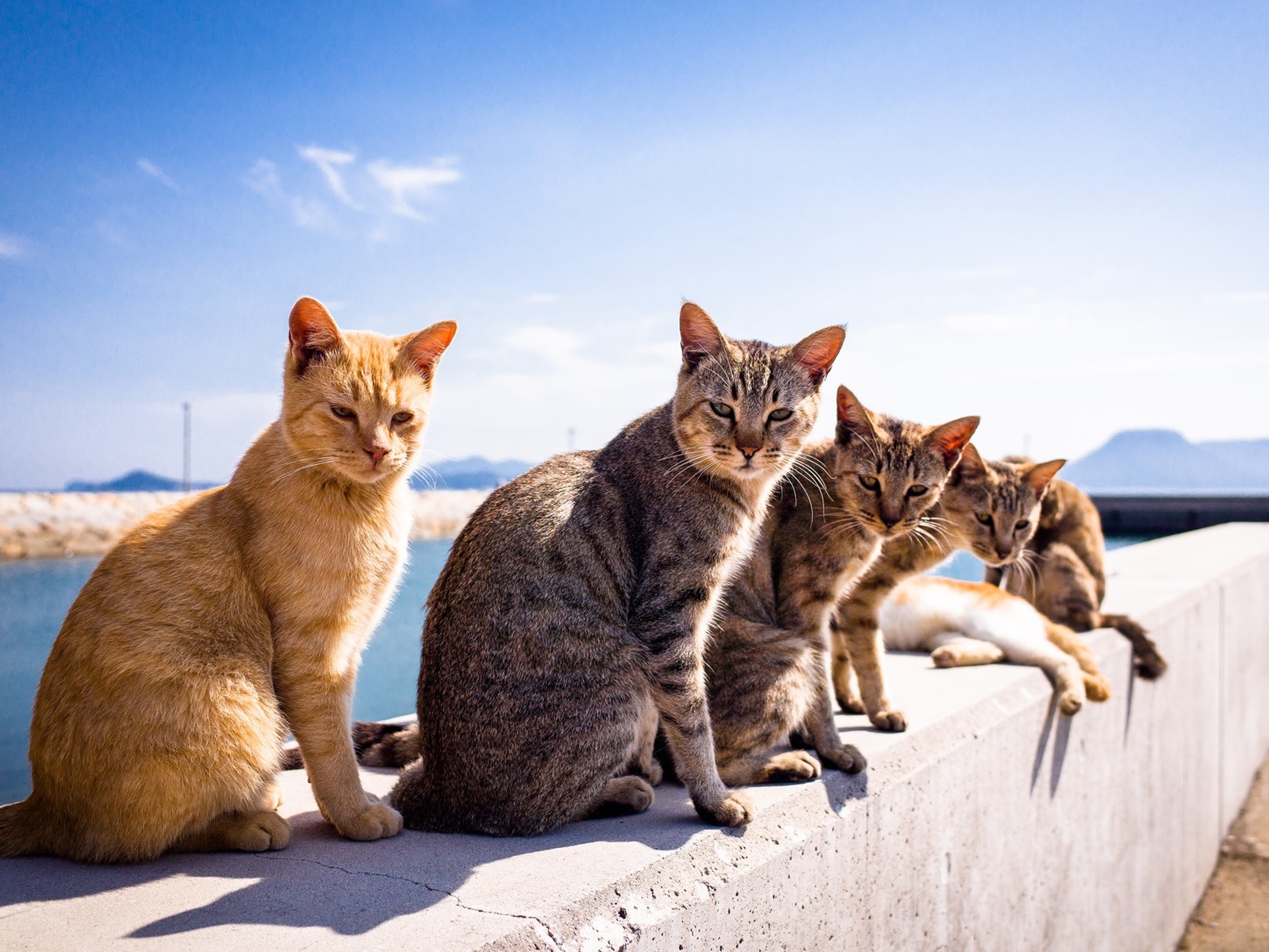 Wallpaper Summer, cats, sunshine 1920x1200 HD Picture, Image