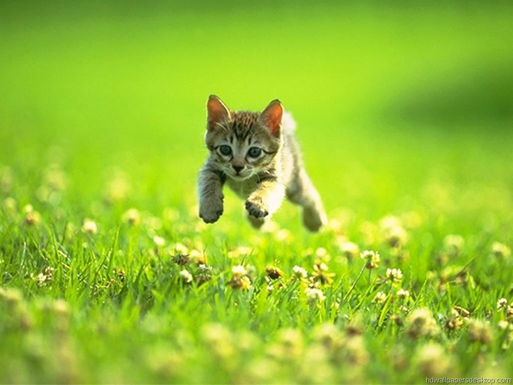 Summer Kitten Wallpaper Free Summer Kitten Background