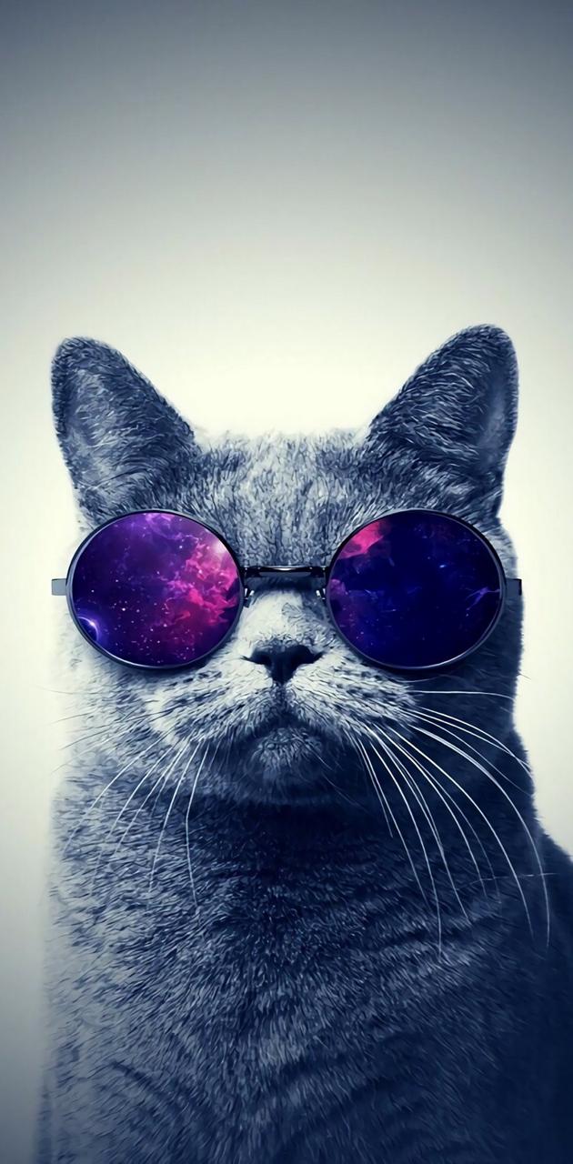 Galaxy cat wallpaper