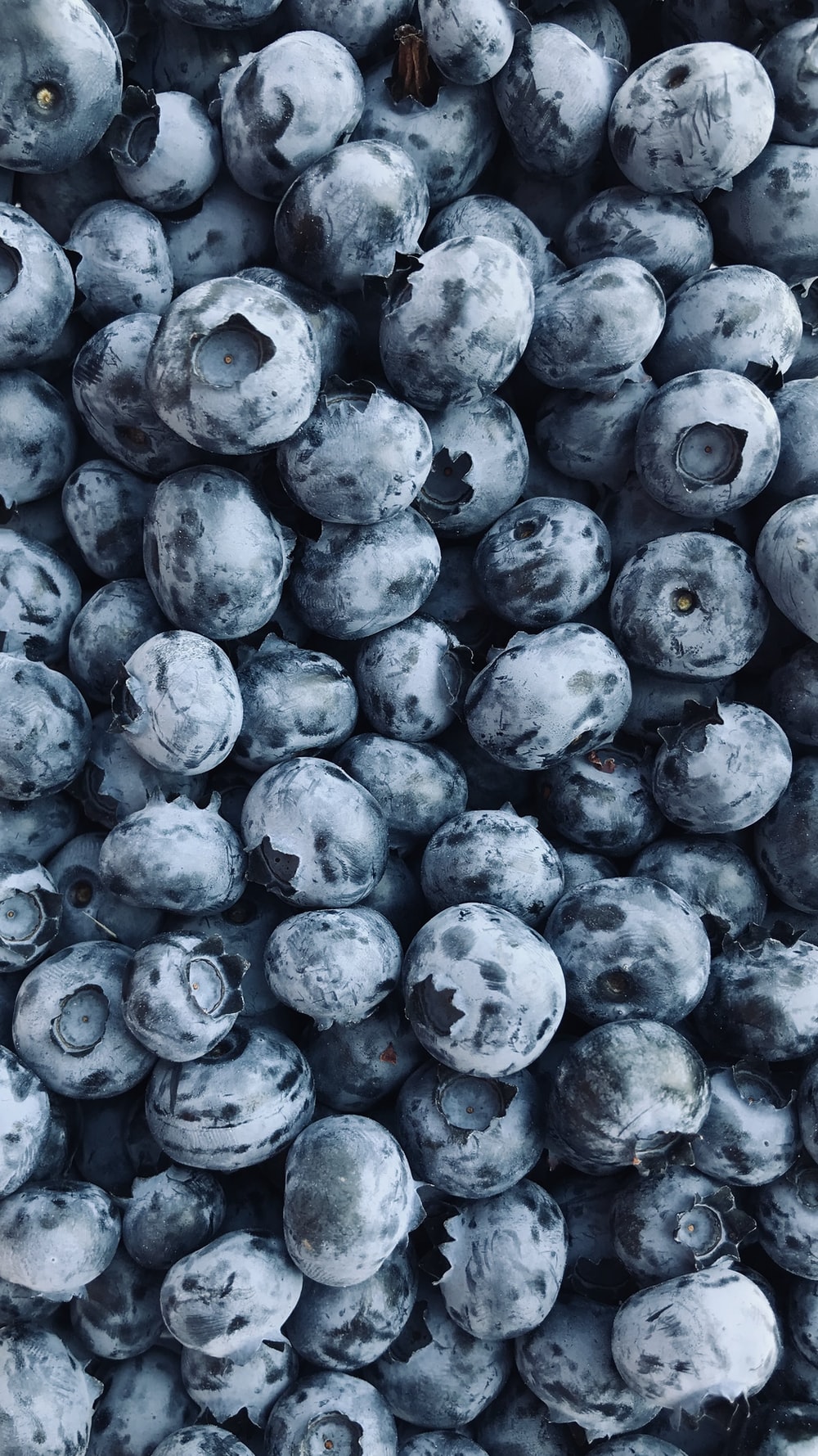 Blueberry Picture [HD]. Download Free Image