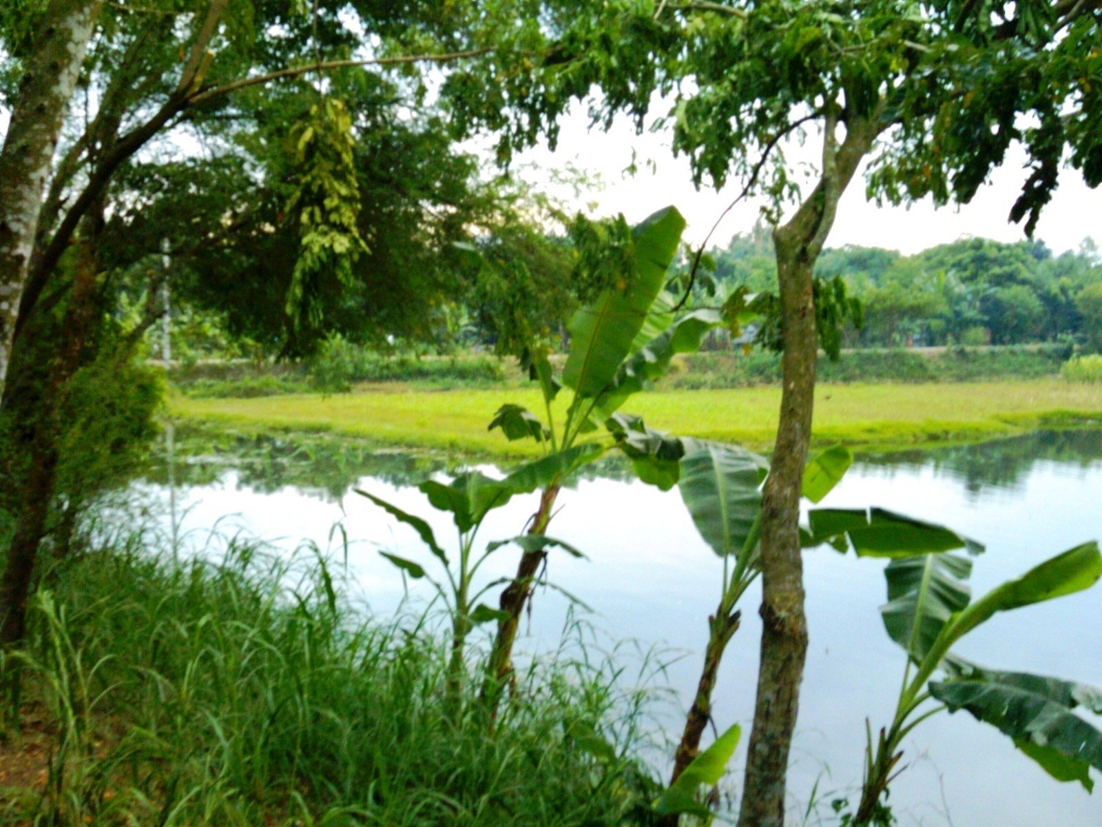 Nature Of Bangladesh Village Of Bangladesh – Otosection HD wallpaper |  Pxfuel