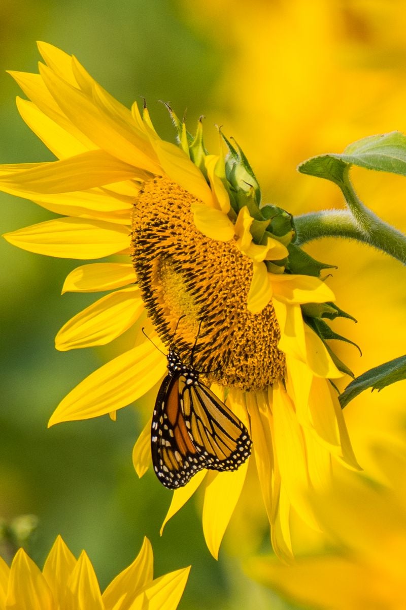 Yellow Butterfly Summer Wallpapers - Wallpaper Cave