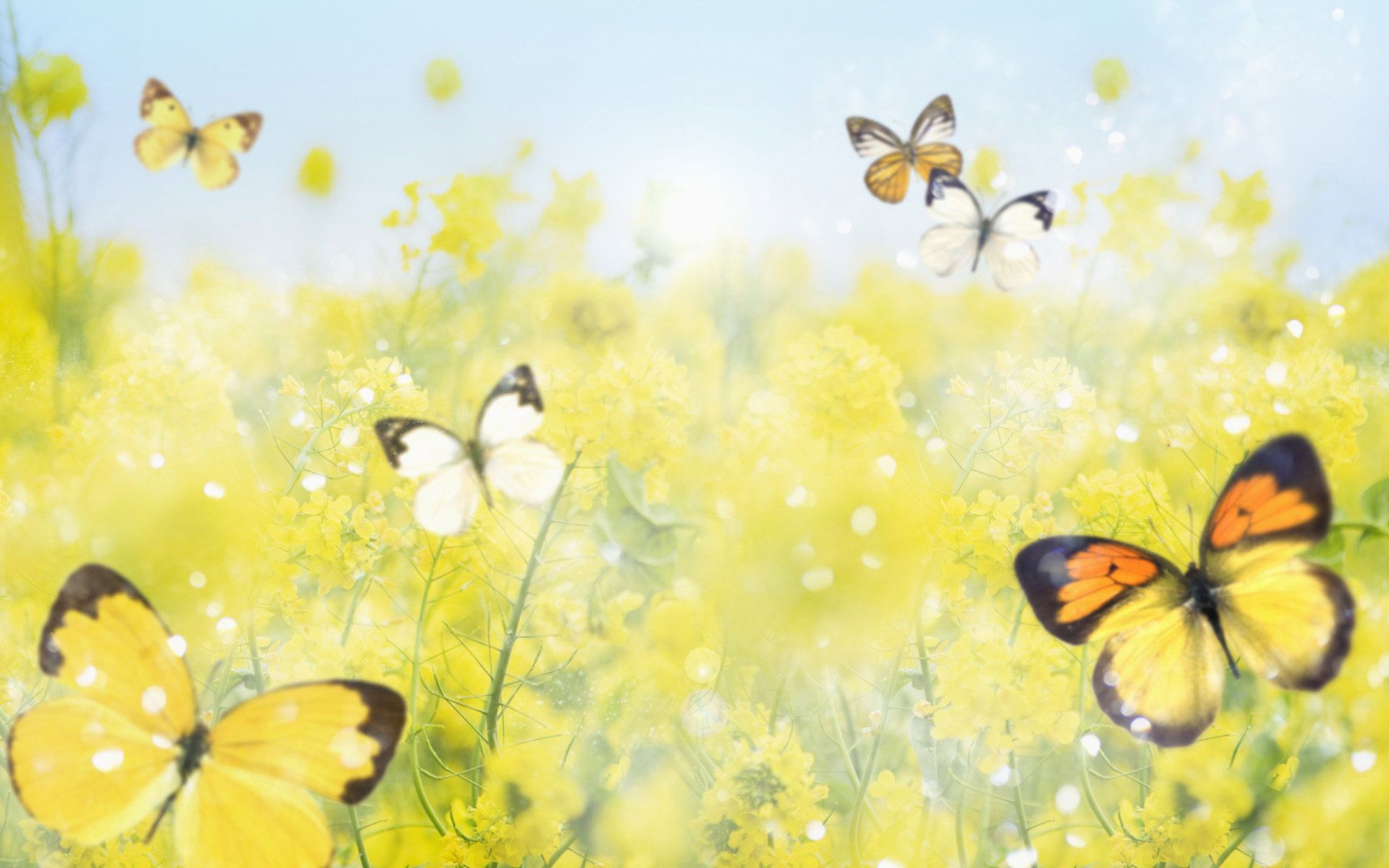 yellow butterfly backgrounds