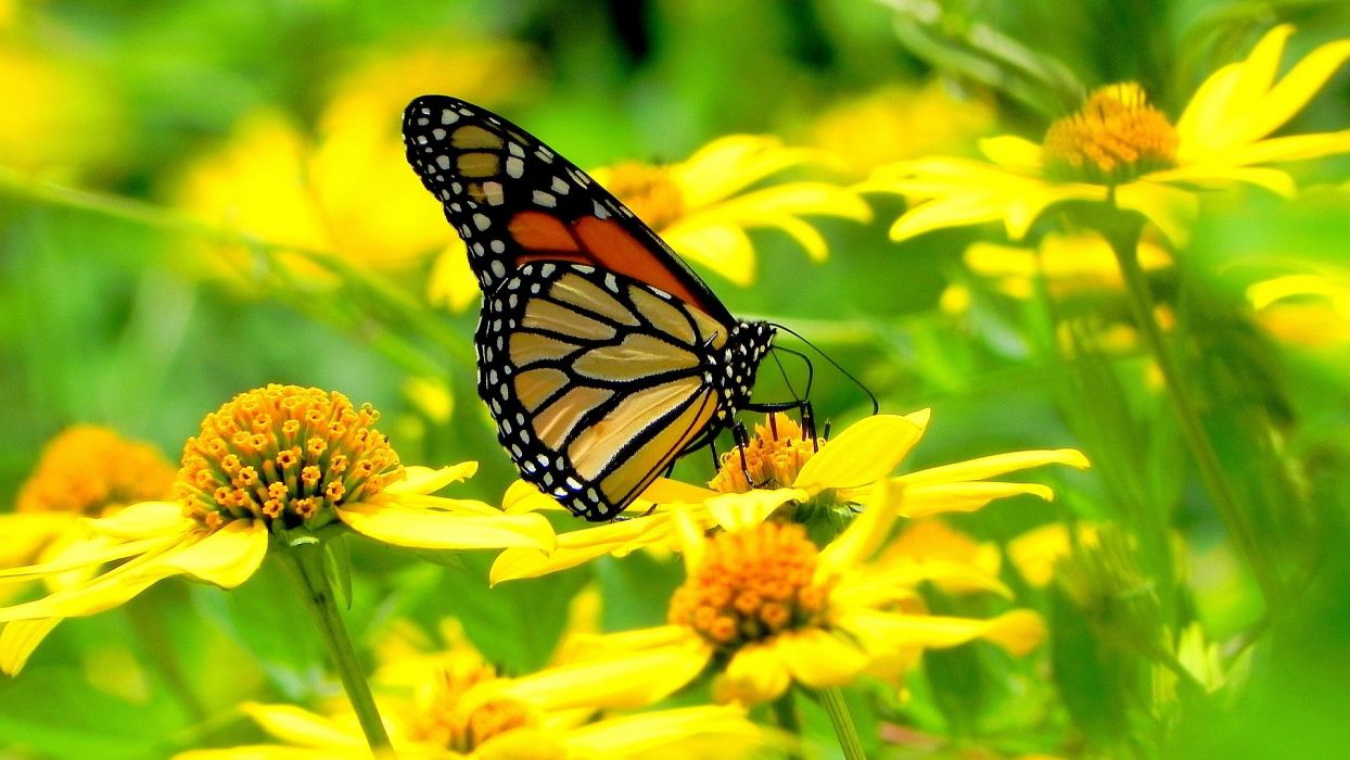 Yellow Flowers and Butterflies Wallpaper Free Yellow Flowers and Butterflies Background