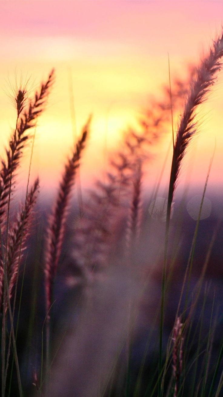 Plant macro, foliage, grass, sunset, sun, blur iPhone 6 (6S) wallpaper. Sky aesthetic, Bokeh photography, Sunset