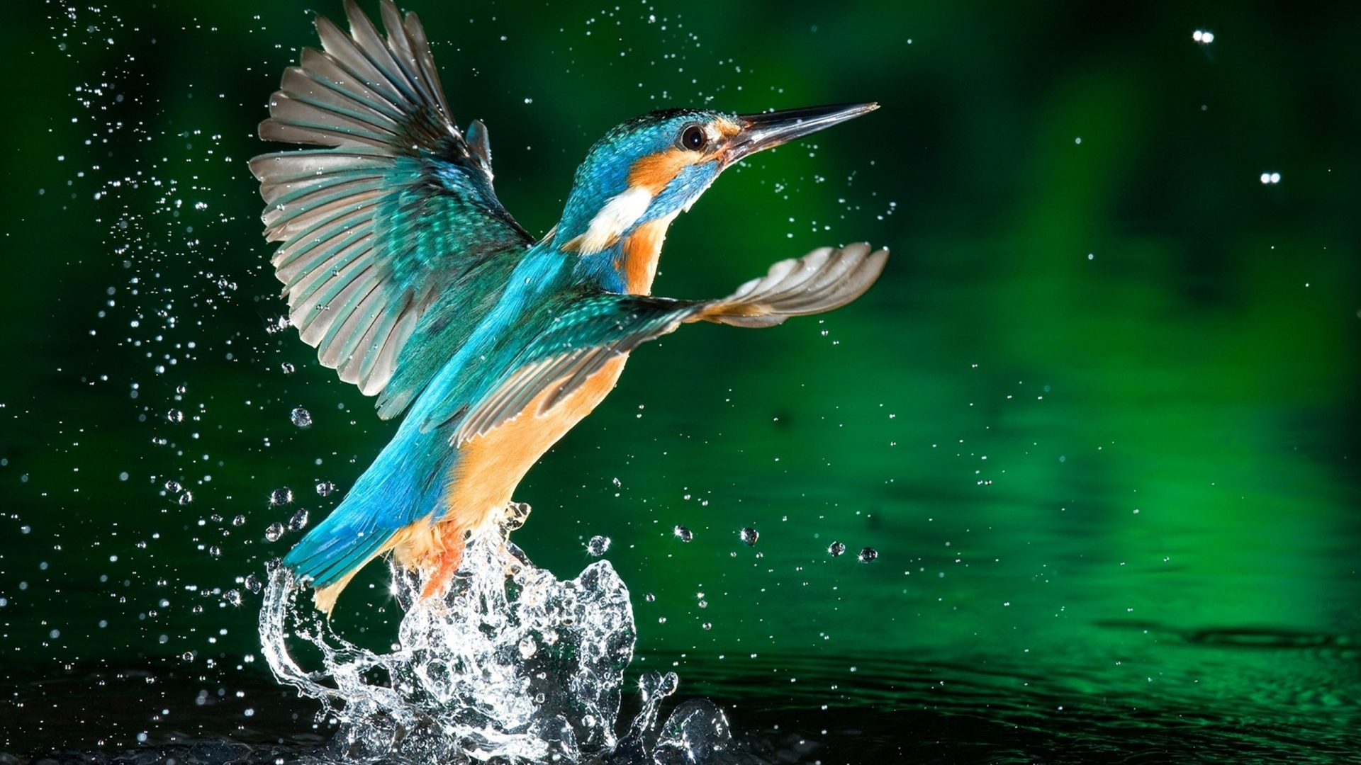 Kingfisher Bird Fisherman HD Wallpaper Download For Mobile