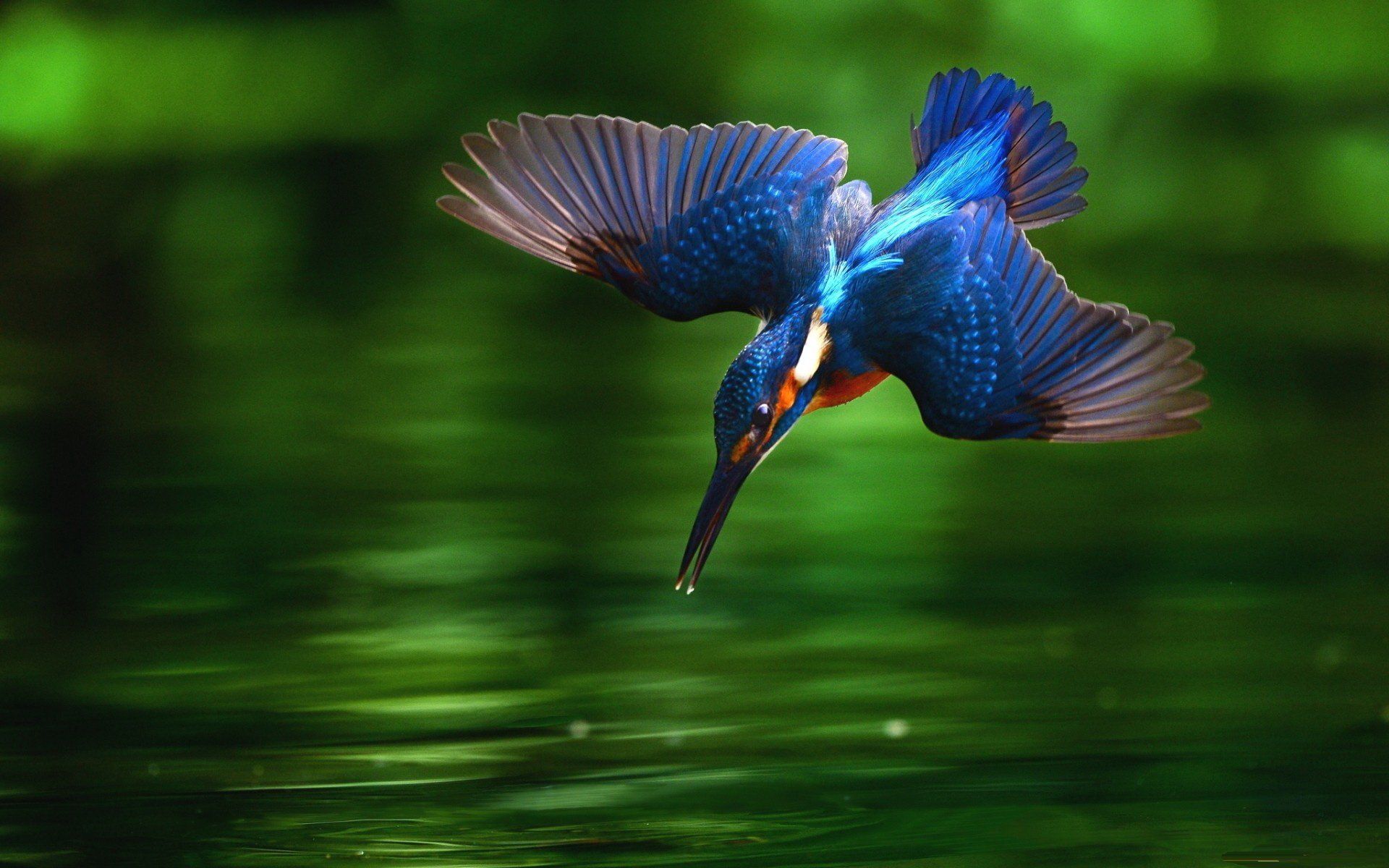 Kingfisher Bird Wallpaper
