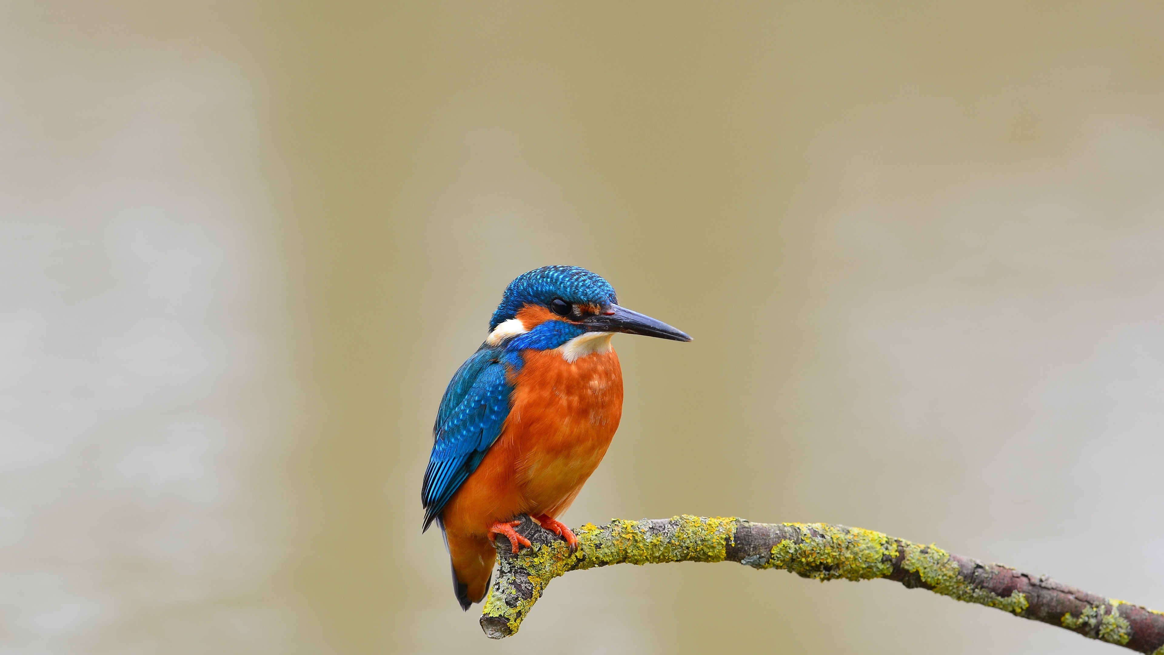 Kingfisher Wallpaper