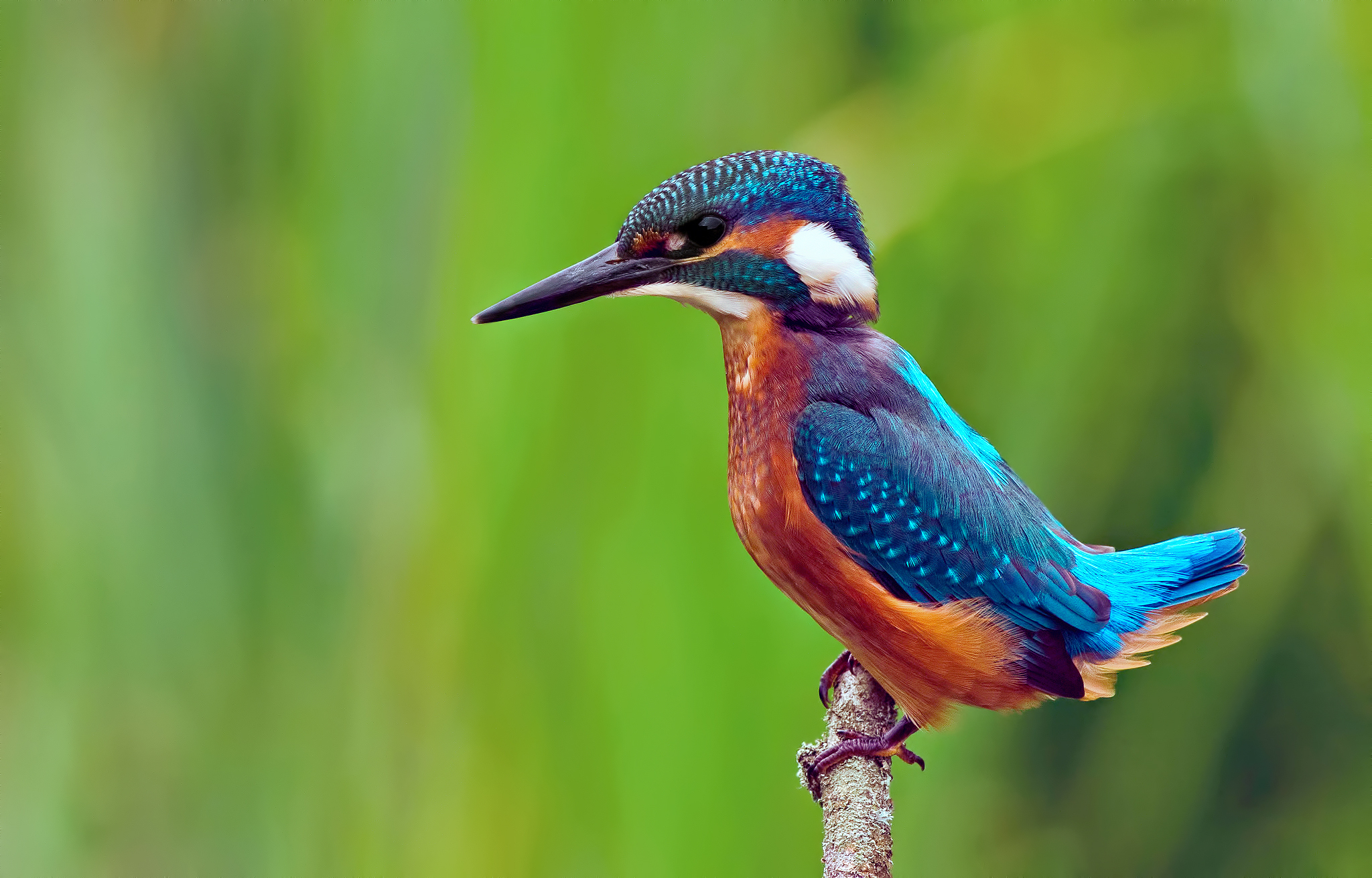 Kingfisher HD Wallpaper