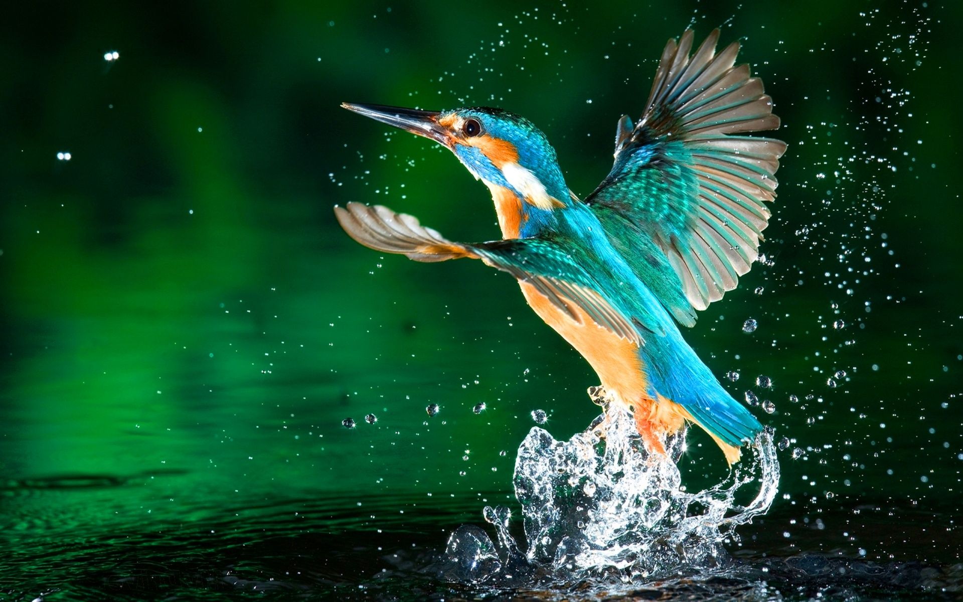 Kingfisher bird