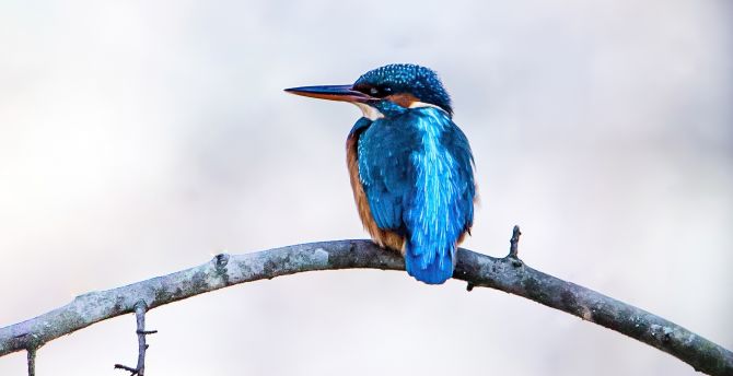 Kingfisher, exotic bird wallpaper, HD image, picture, background, 95aa99