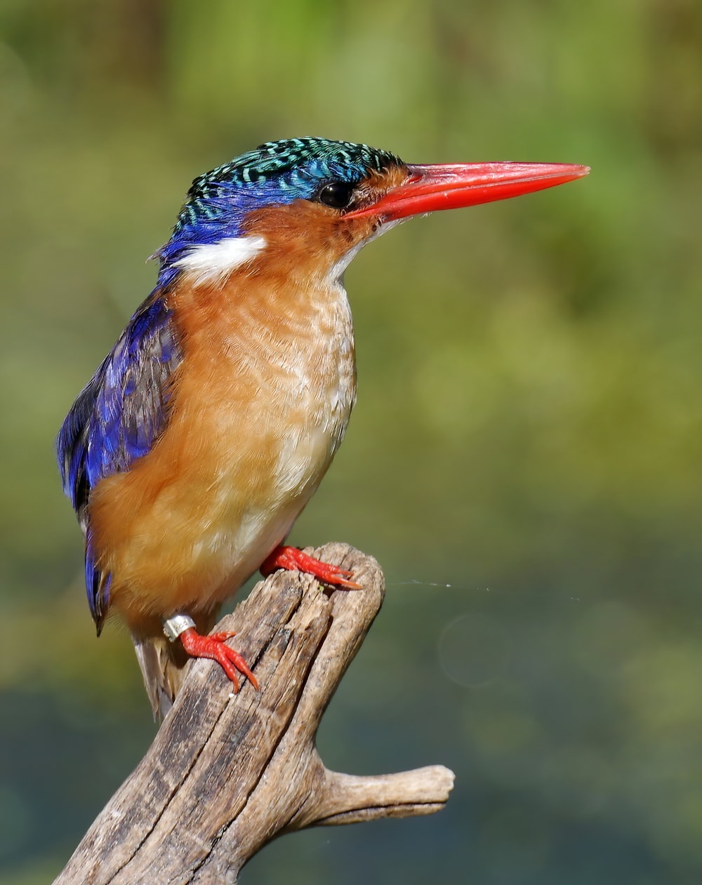 Kingfisher Picture [HQ]. Download Free Image