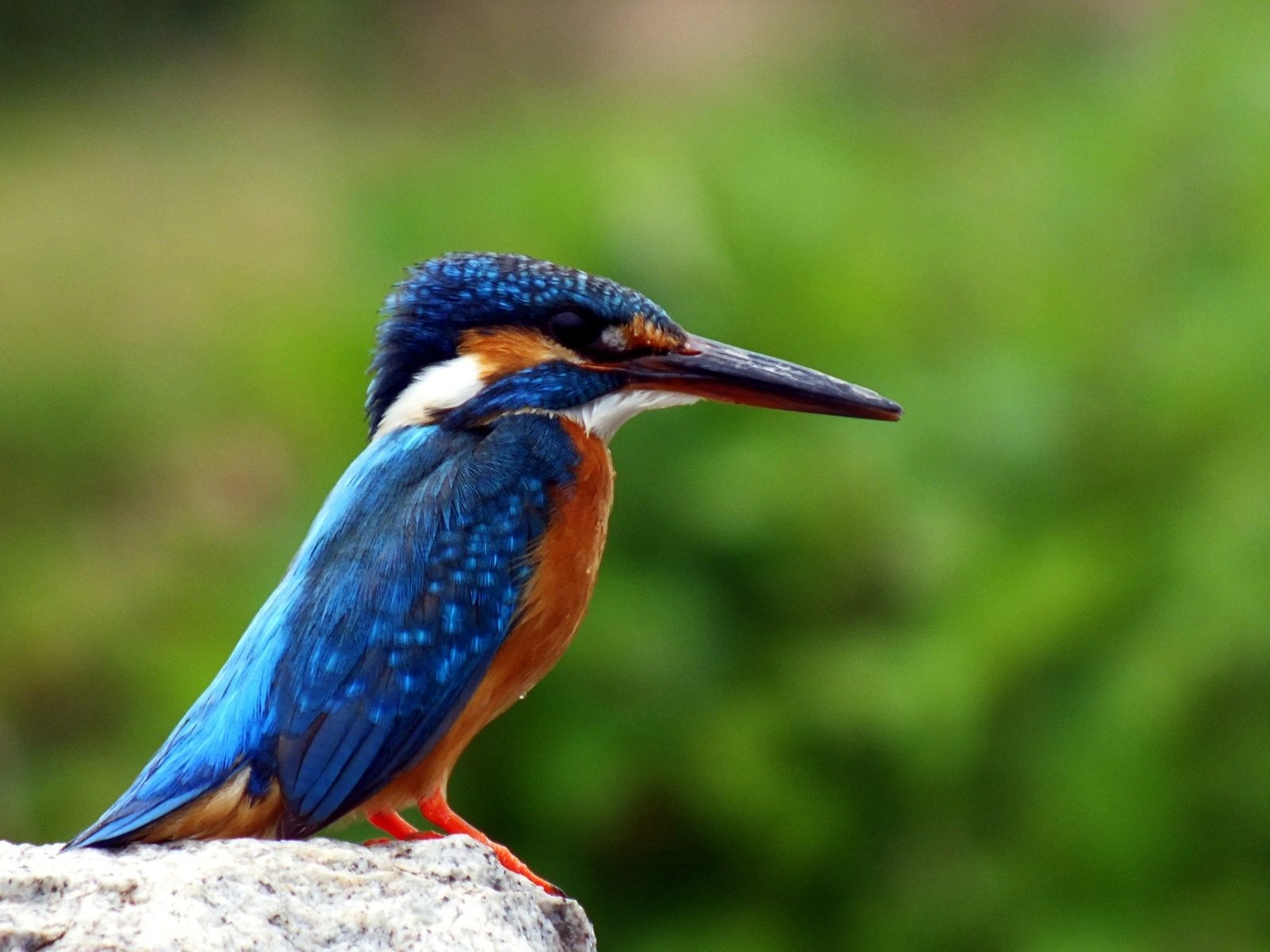Kingfisher Bird Wallpapers Wallpaper Cave Wp11268137