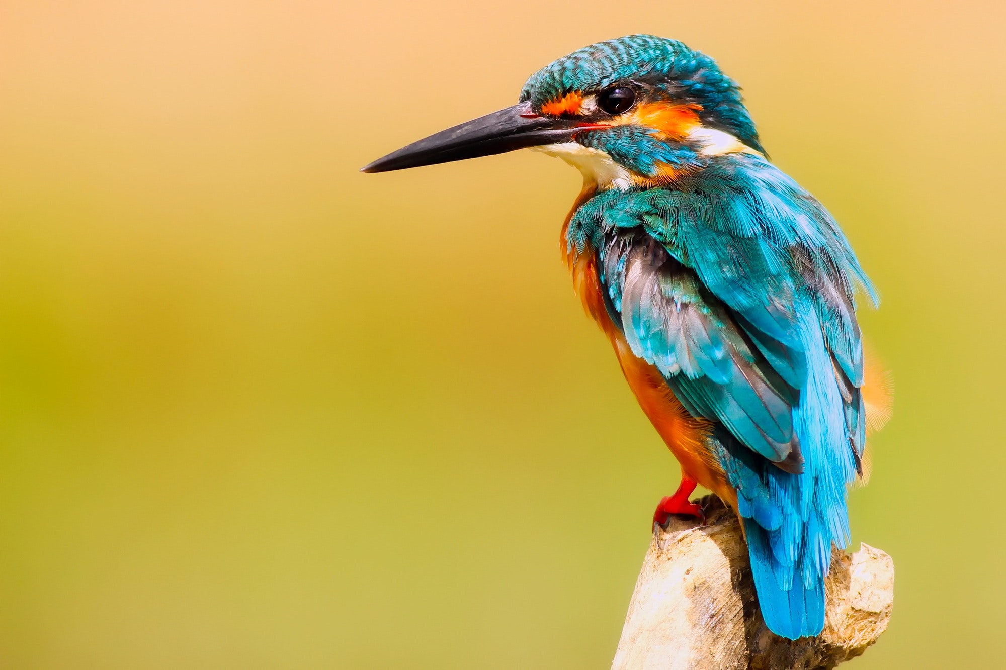 Best Free Kingfisher & Image · 100% Royalty Free HD Downloads