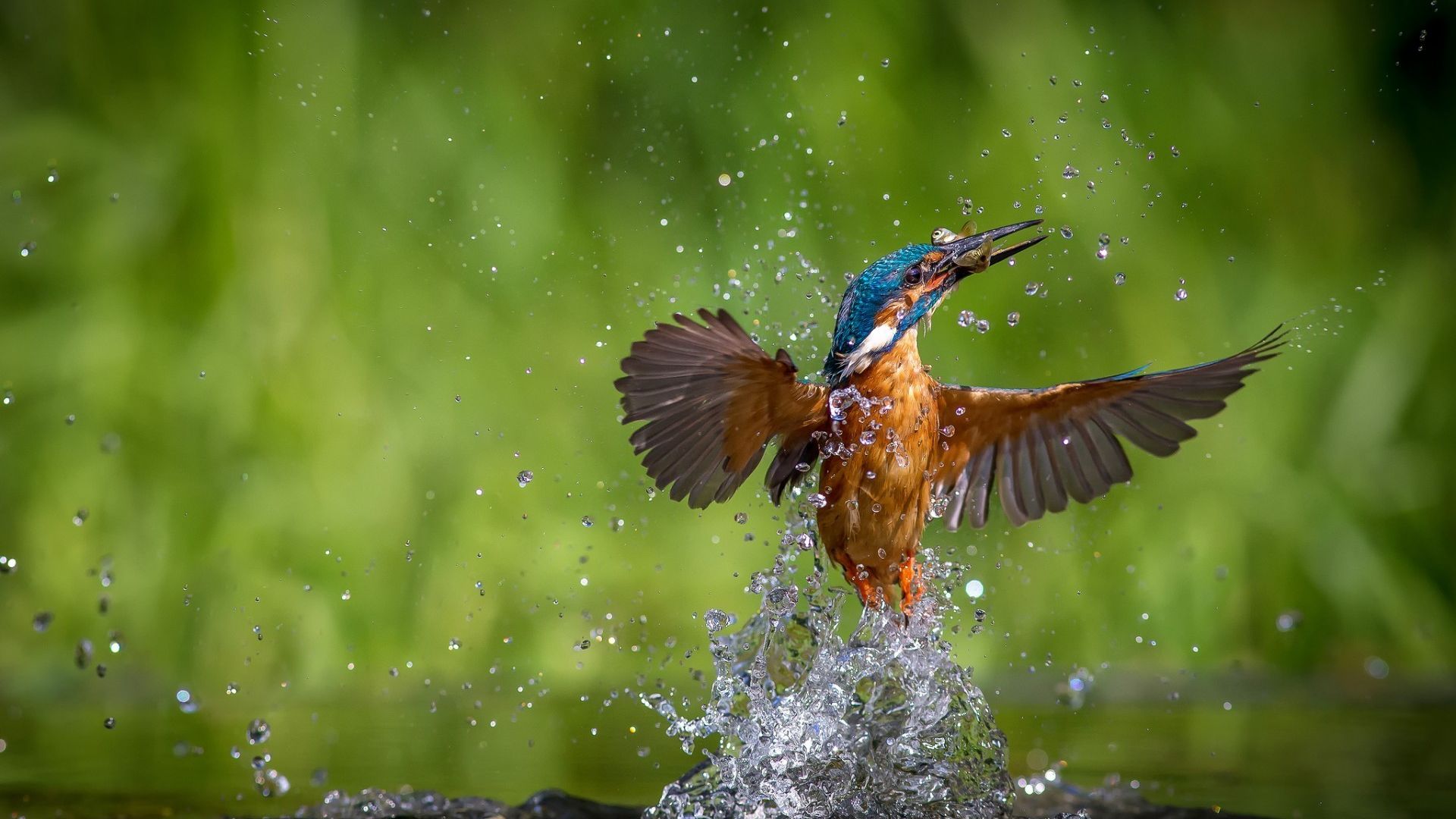 Desktop Wallpaper Kingfisher Bird, HD Image, Picture, Background, Mgzll8