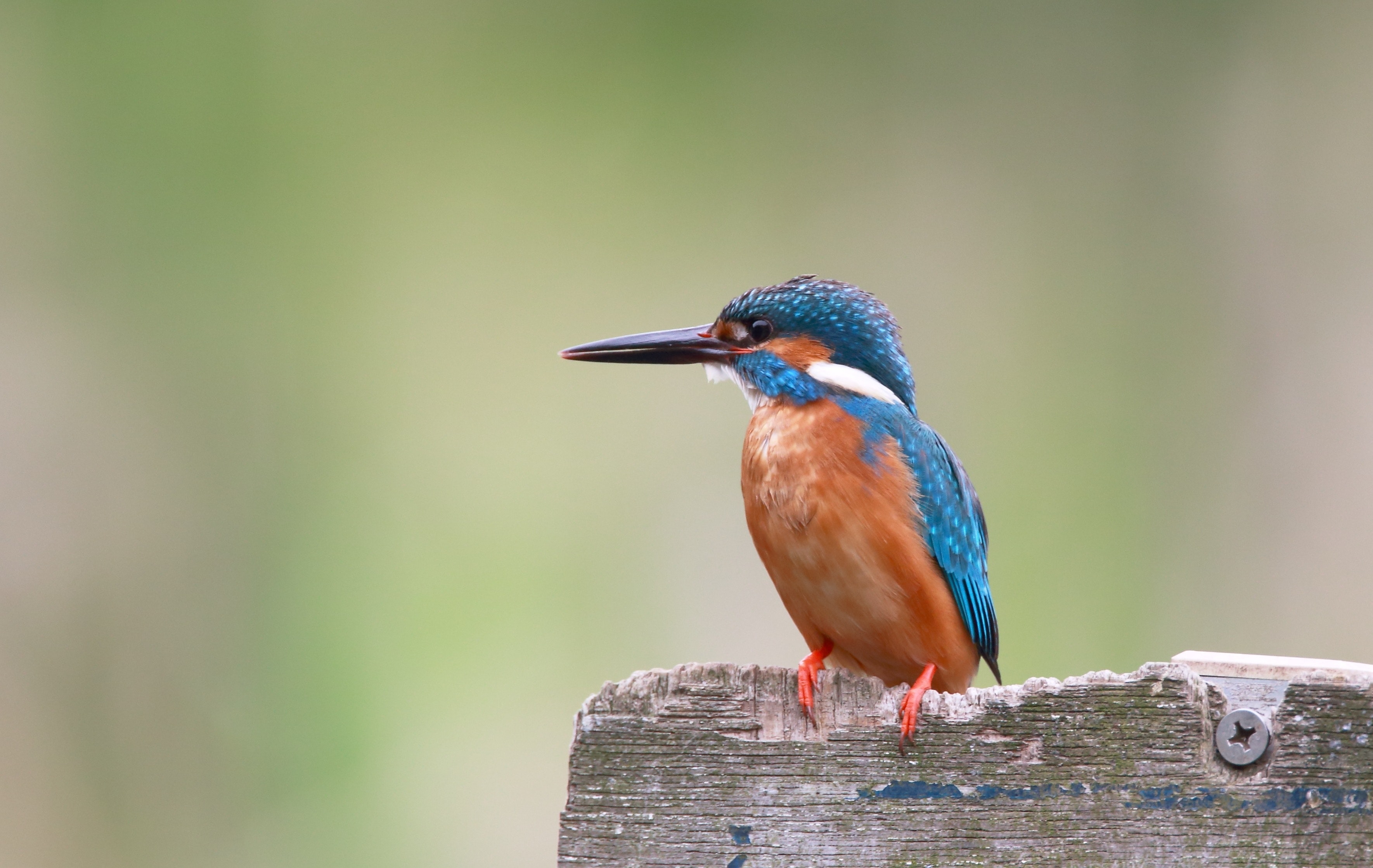 Best Free Kingfisher & Image · 100% Royalty Free HD Downloads