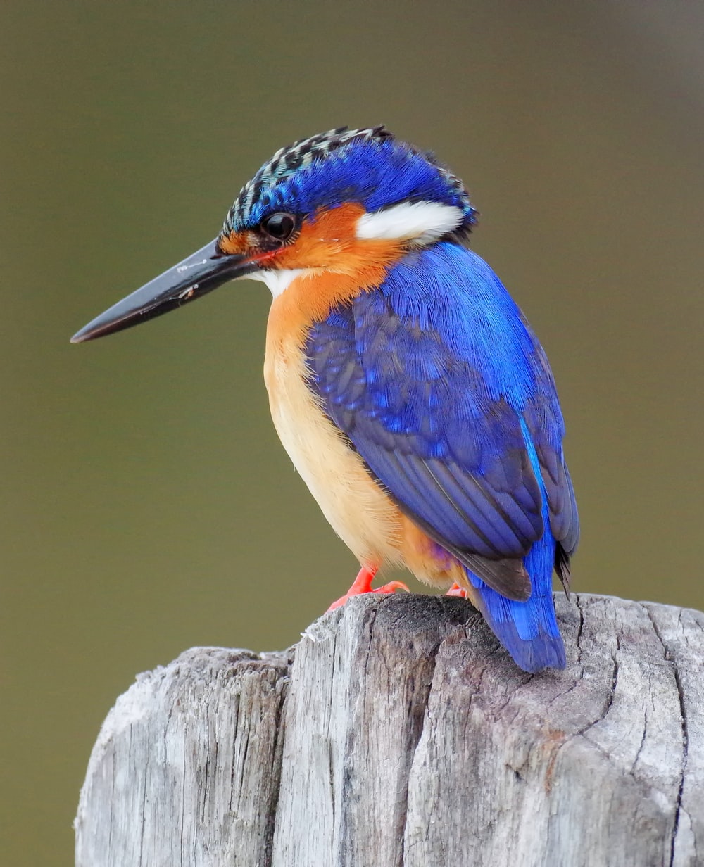 Kingfisher Picture [HQ]. Download Free Image