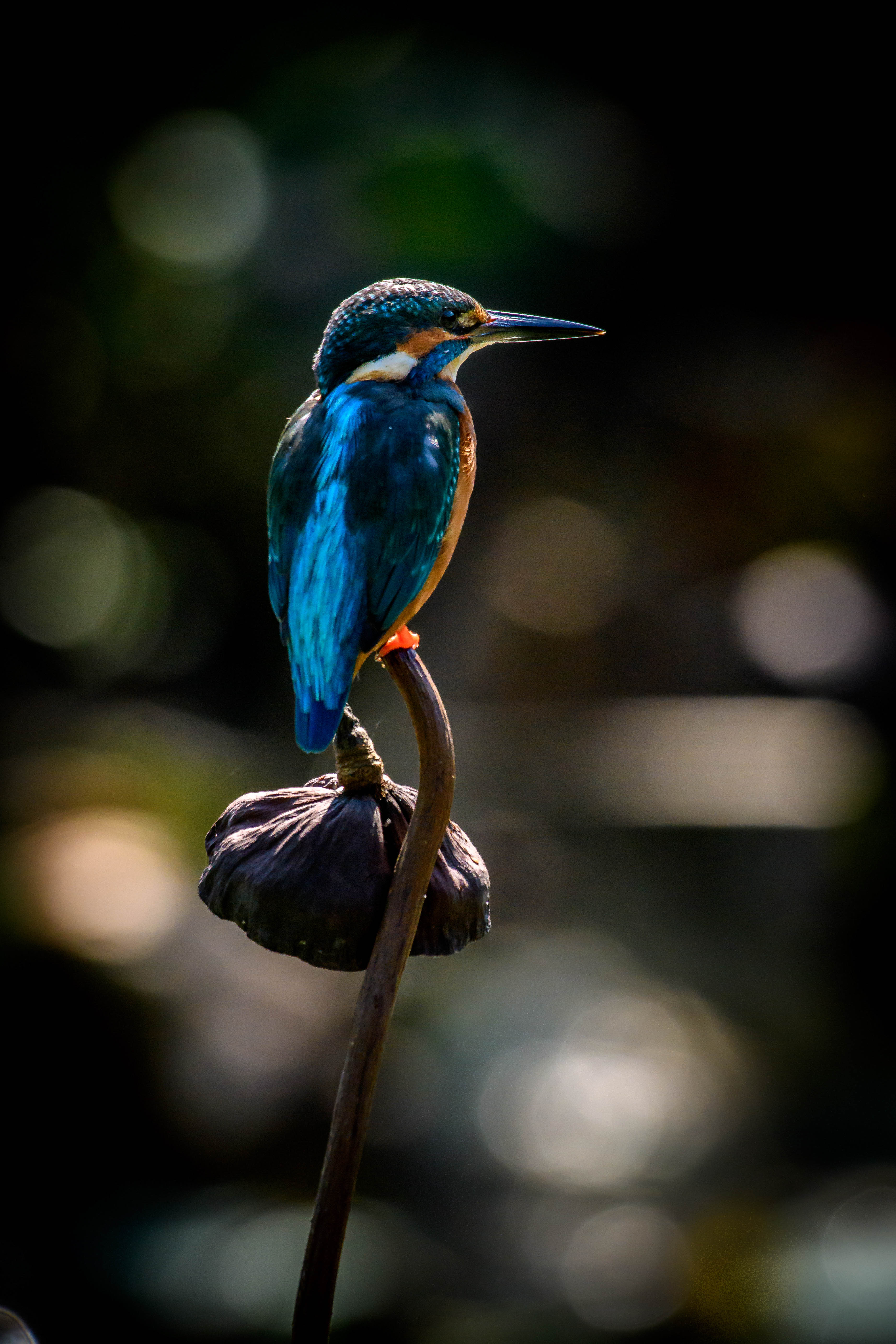 Download wallpaper 3428x5142 kingfisher, bird, beak, flower HD background