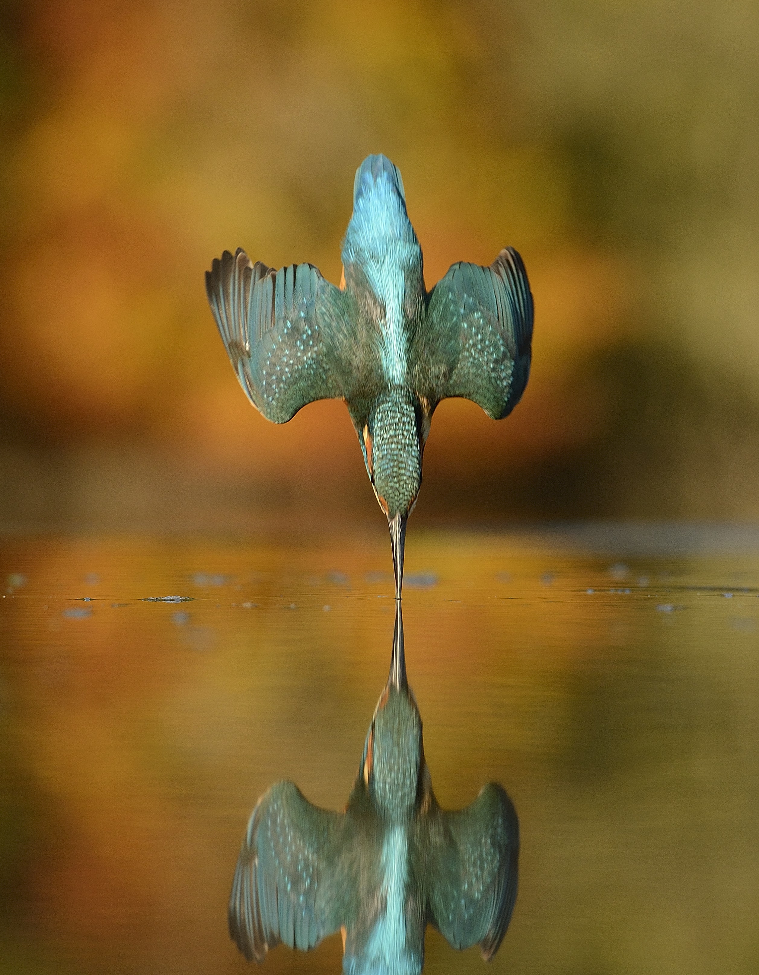 A Perfect Photo of a Kingfisher, 720K Picture in the Making