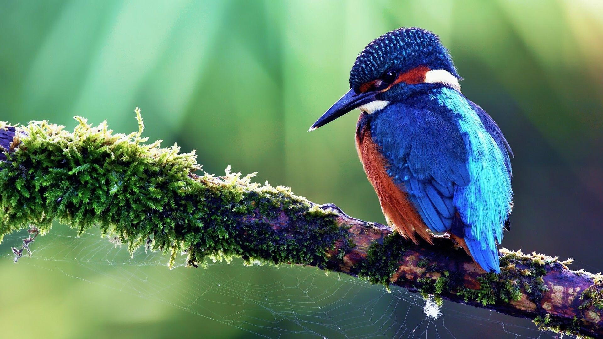 Bird Wallpaper: HD, 4K, 5K for PC and Mobile. Download free image for iPhone, Android