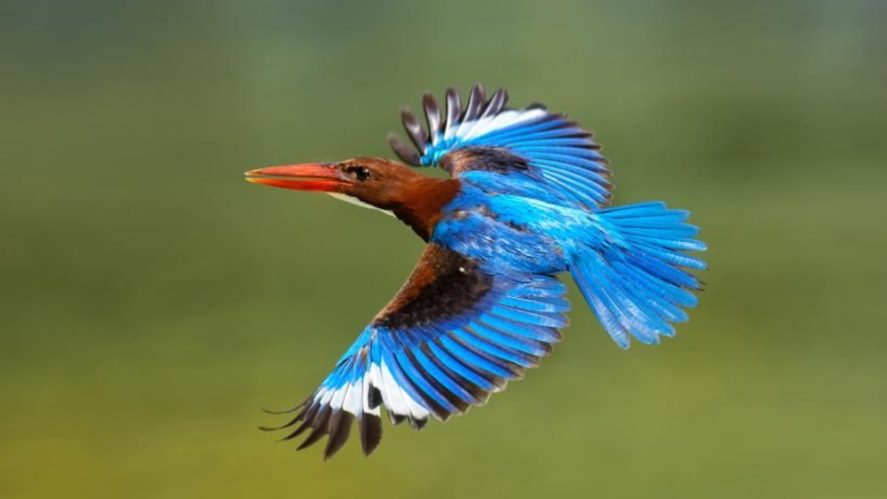 kingfisher bird :- Indian birds [Indian wildlife documentary 2020] colorful birds #kingfisher #bird