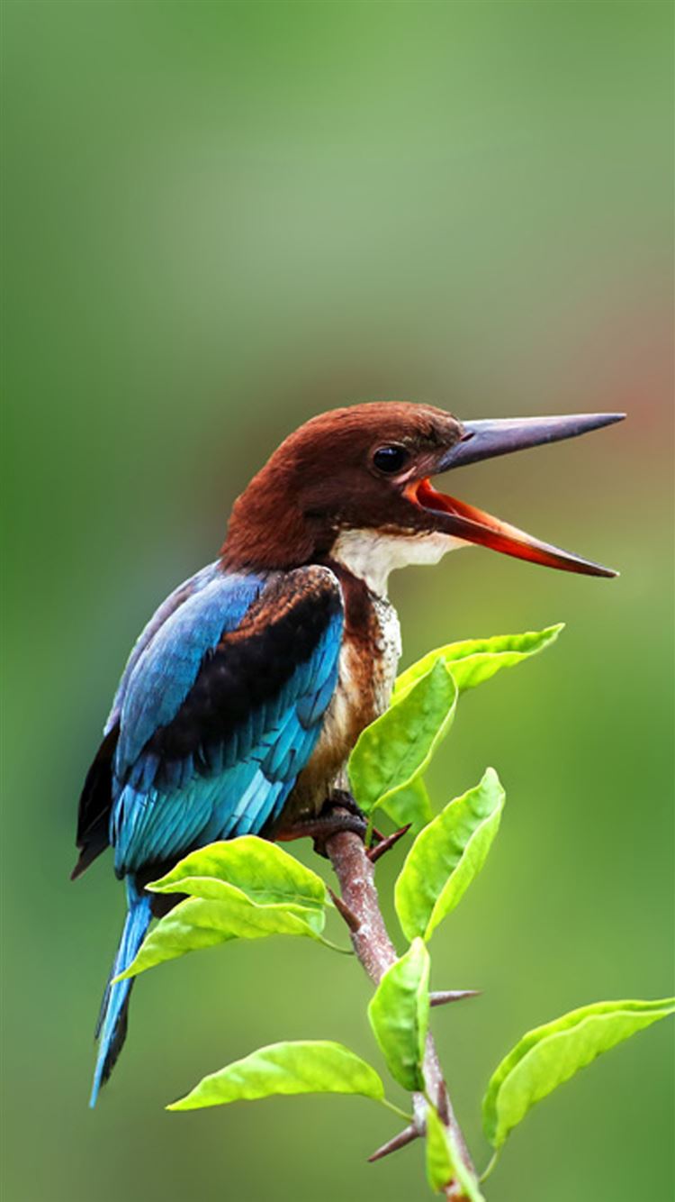 Best Kingfisher iPhone 8 HD Wallpaper