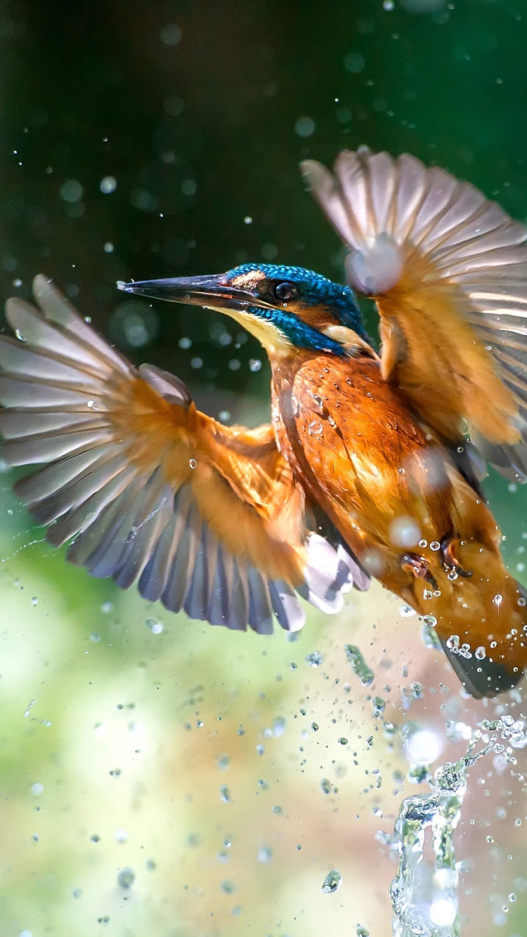 Download Bird, flight, water splashes, kingfisher wallpaper, 750x1334, iphone 7, iPhone 8