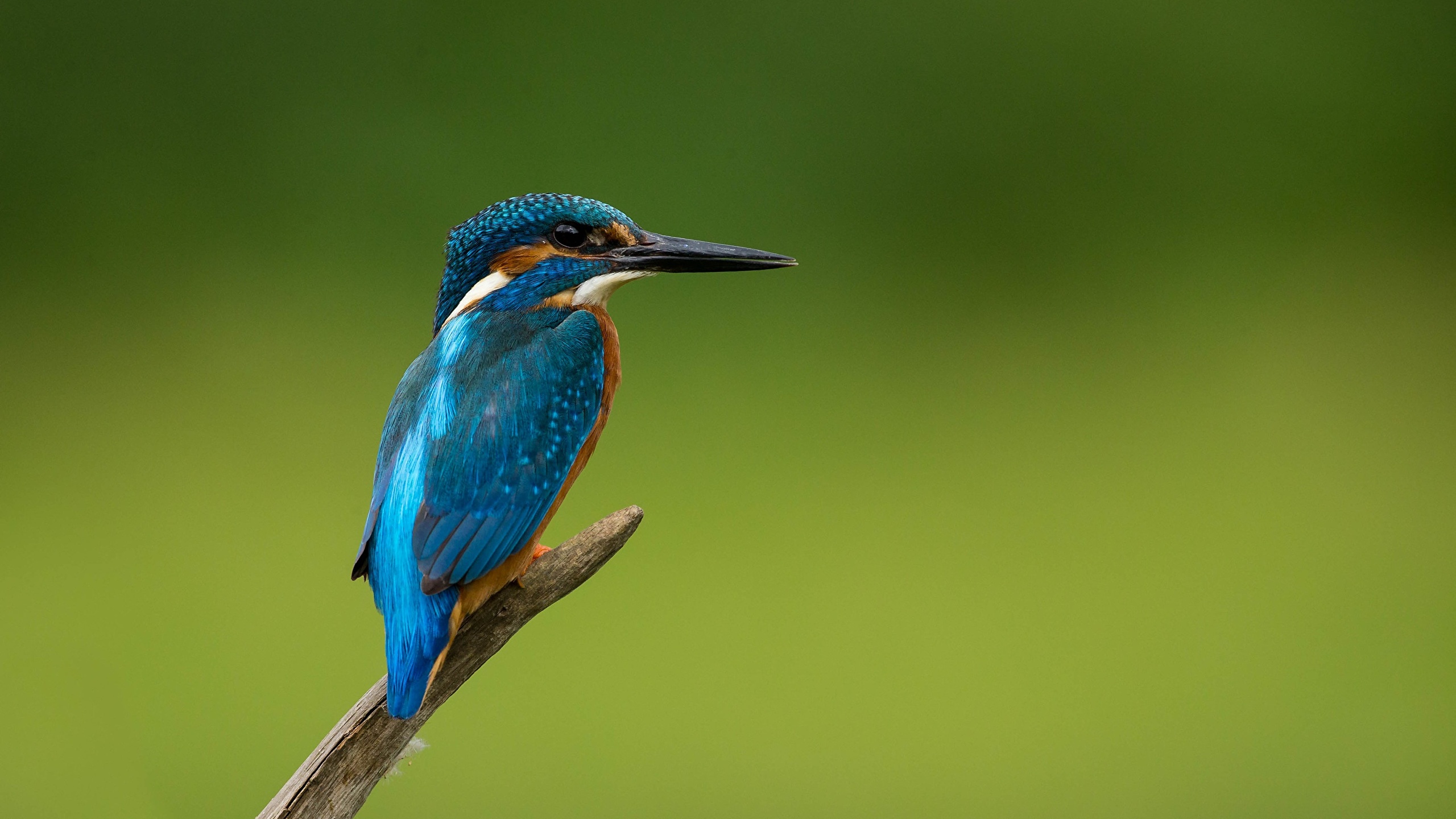 Wallpaper Common Kingfisher Birds animal 2560x1440