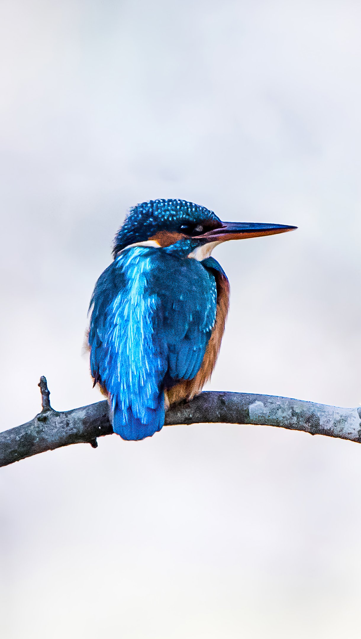 Kingfisher bird Wallpaper 4k Ultra HD